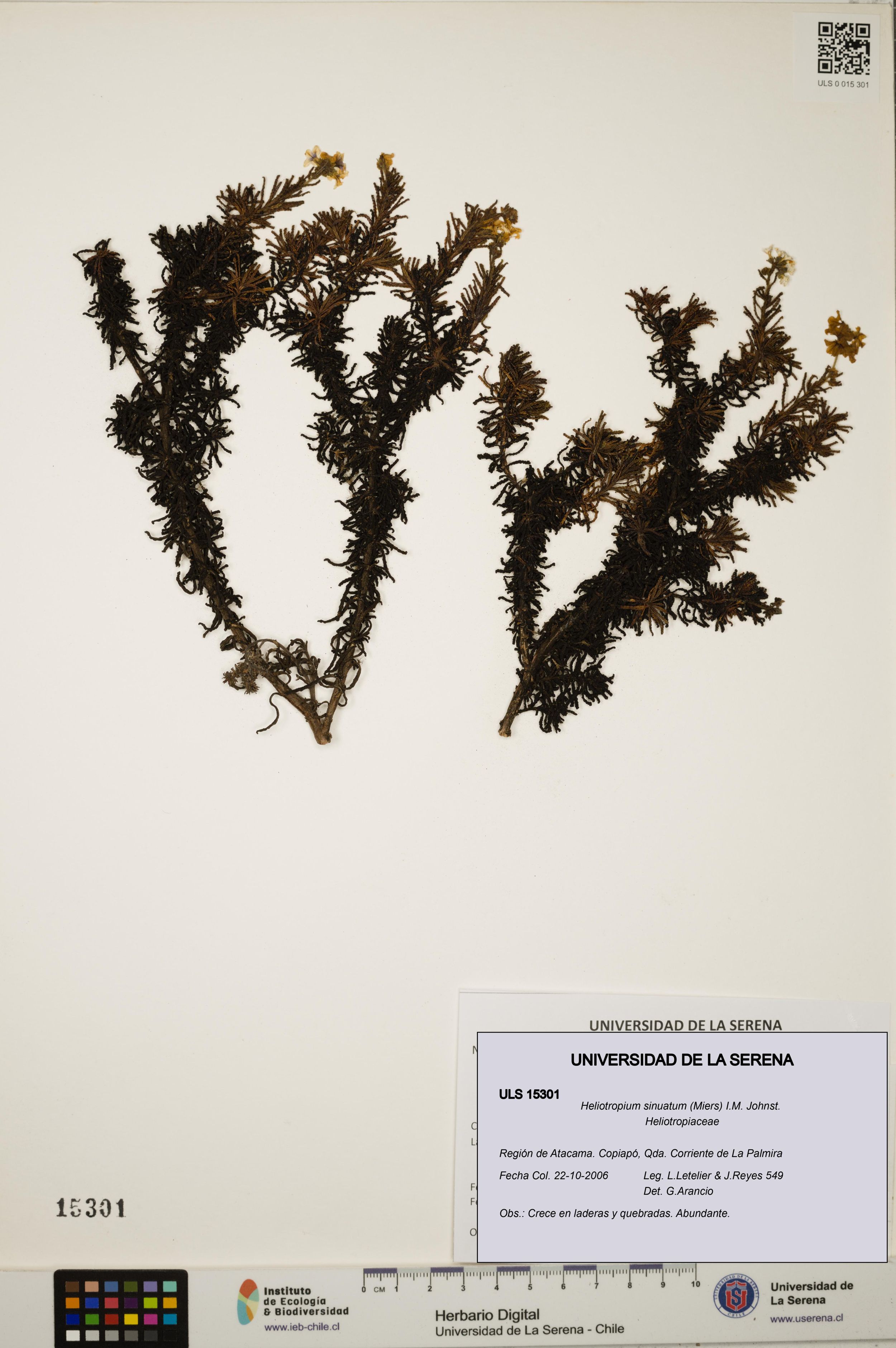 Heliotropium sinuatum [Espécimen: ]