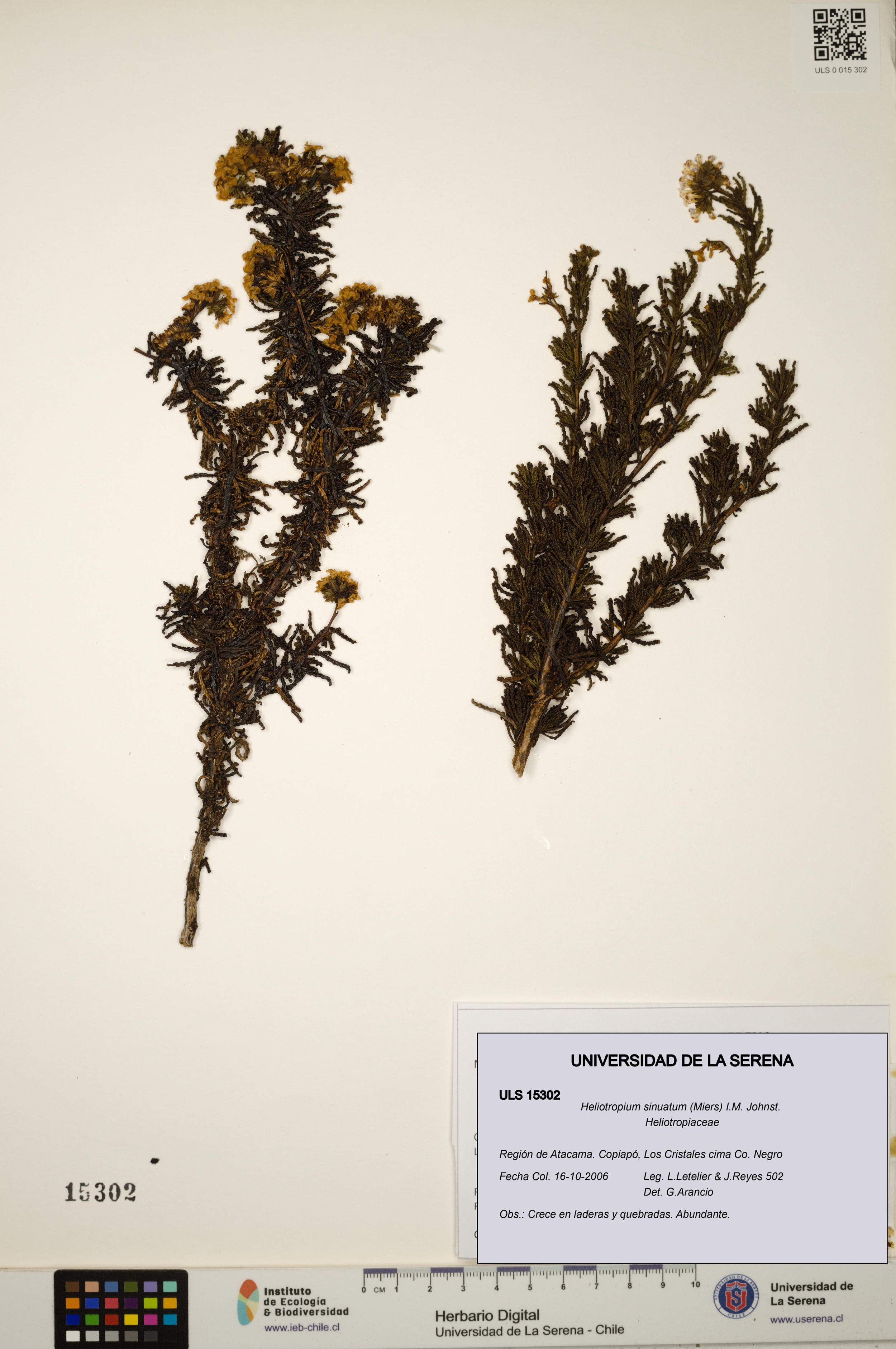 Heliotropium sinuatum [Espécimen: ]