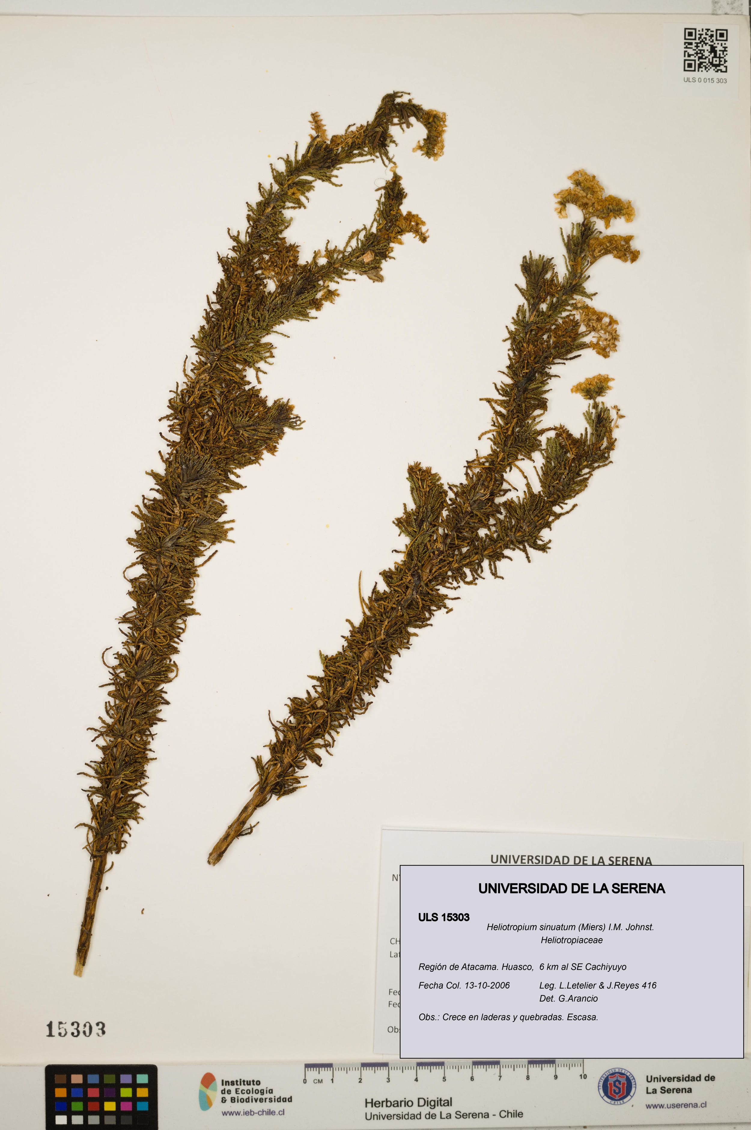 Heliotropium sinuatum [Espécimen: ]