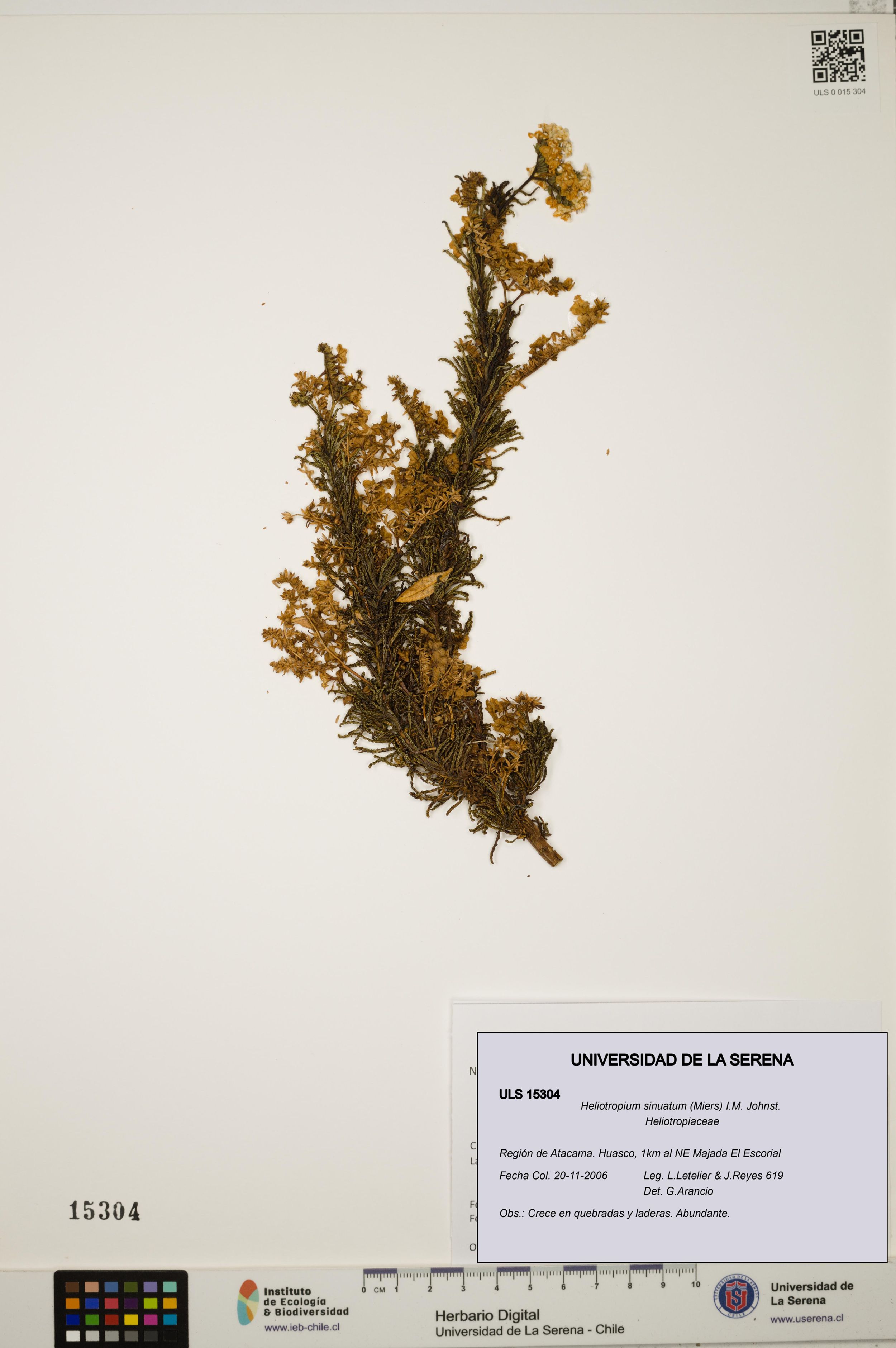 Heliotropium sinuatum [Espécimen: ]