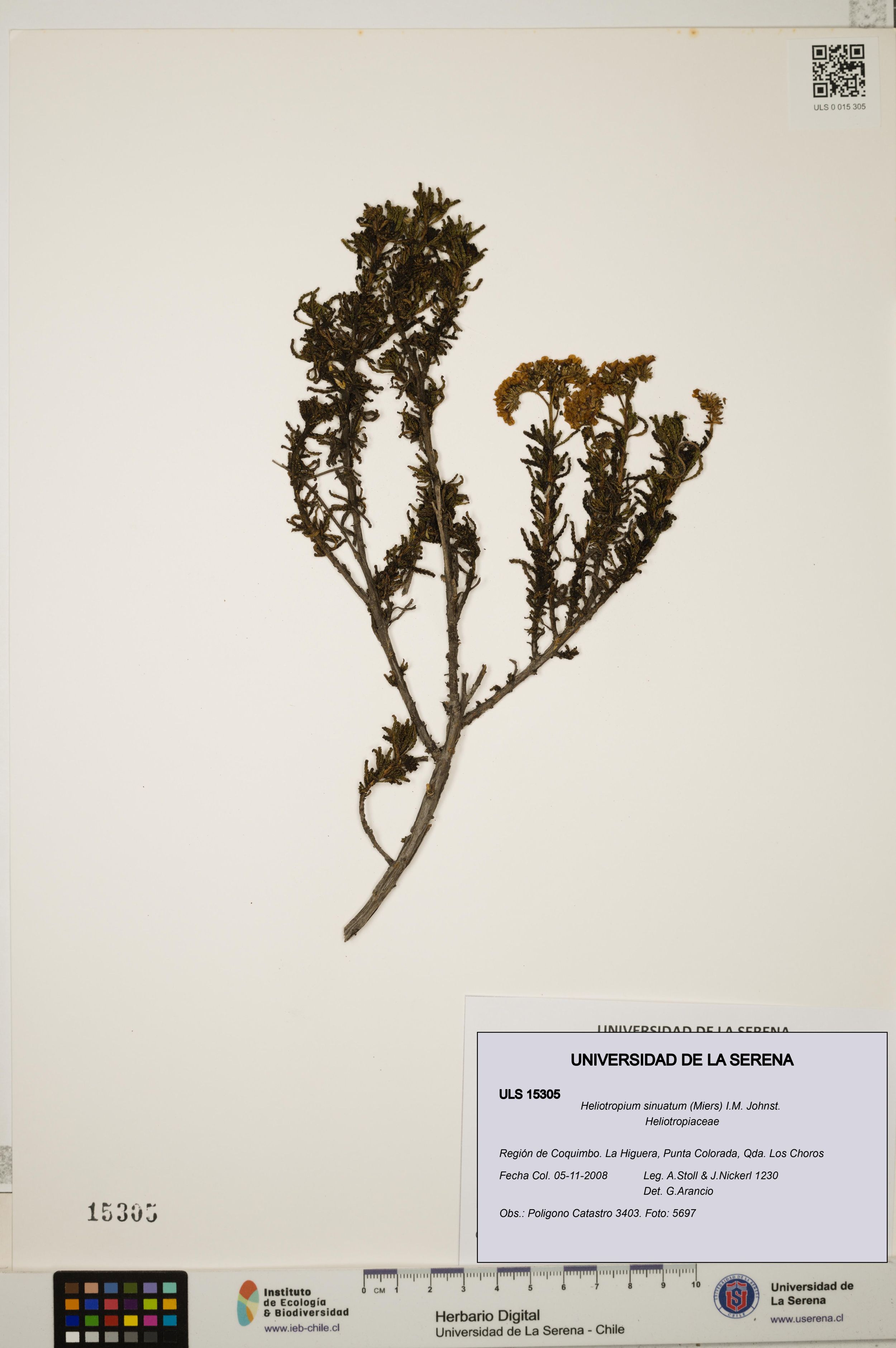 Heliotropium sinuatum [Espécimen: ]