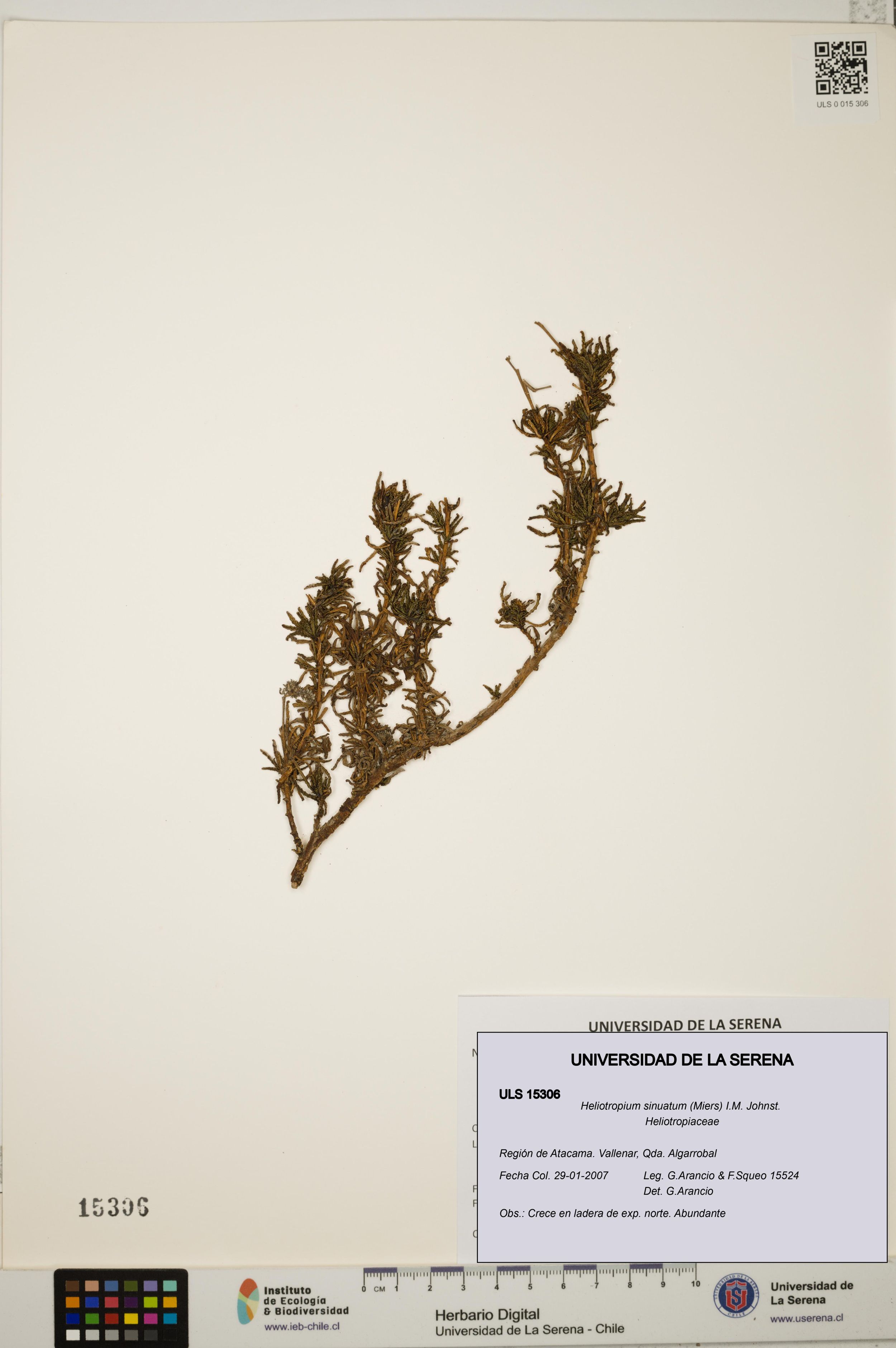 Heliotropium sinuatum [Espécimen: ]