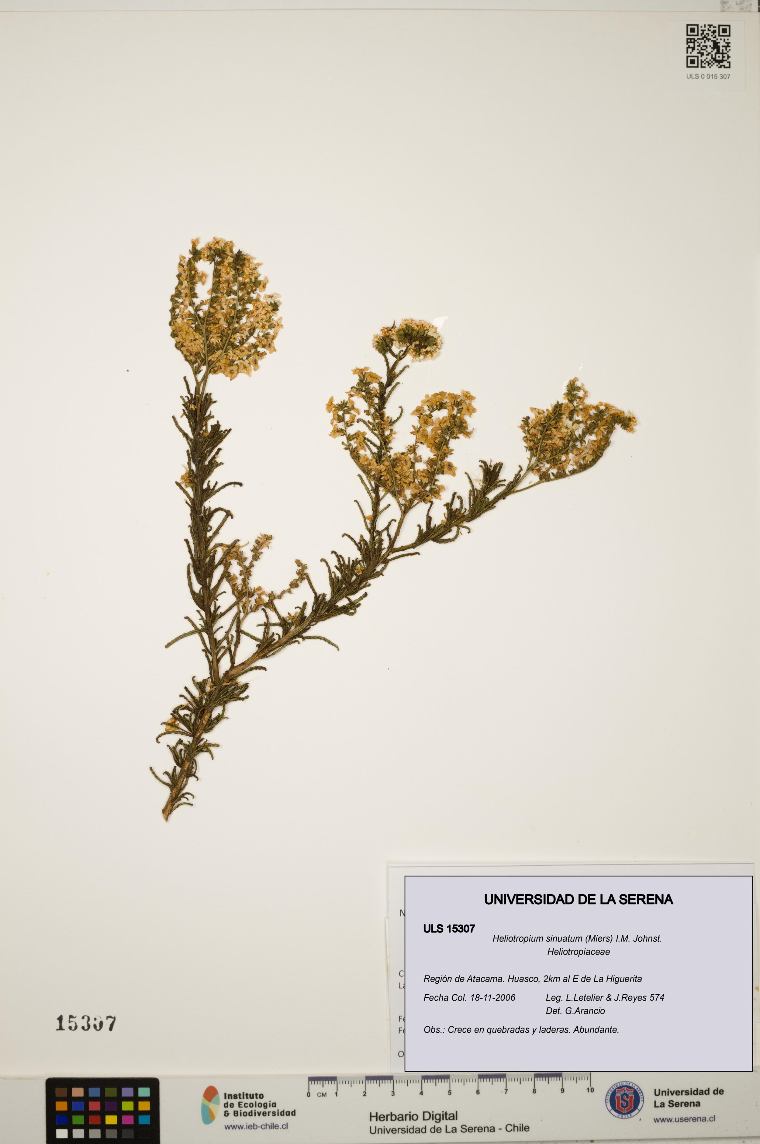 Heliotropium sinuatum [Espécimen: ]
