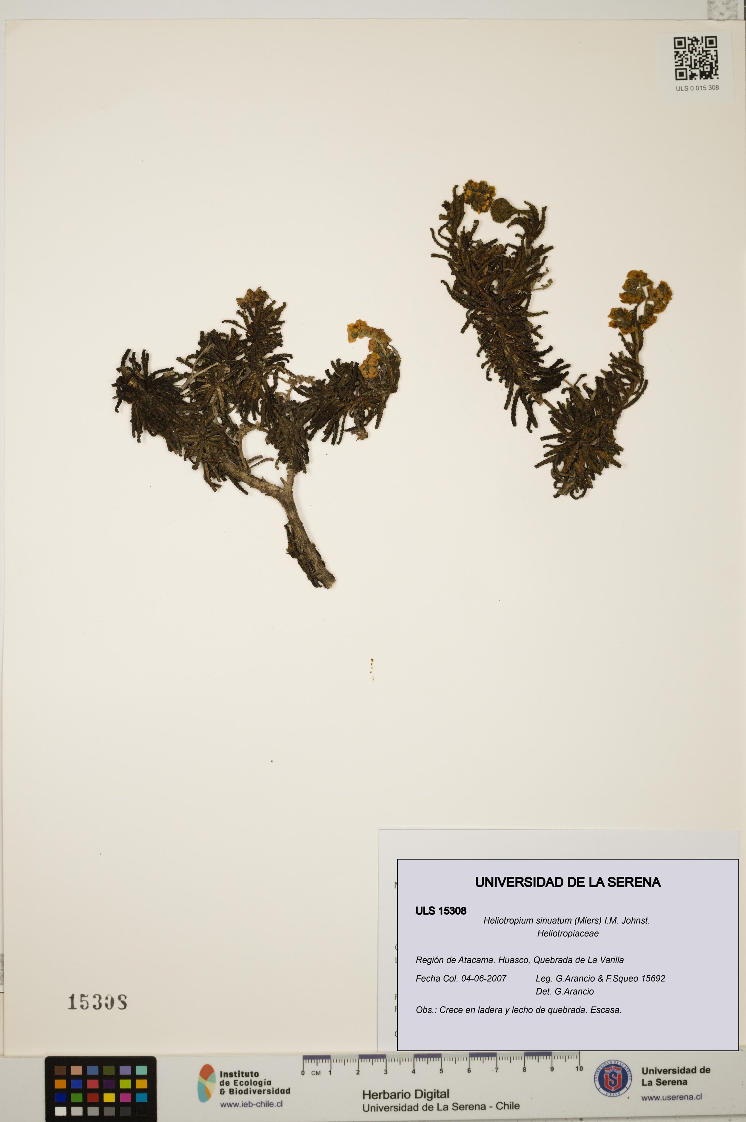 Heliotropium sinuatum [Espécimen: ]