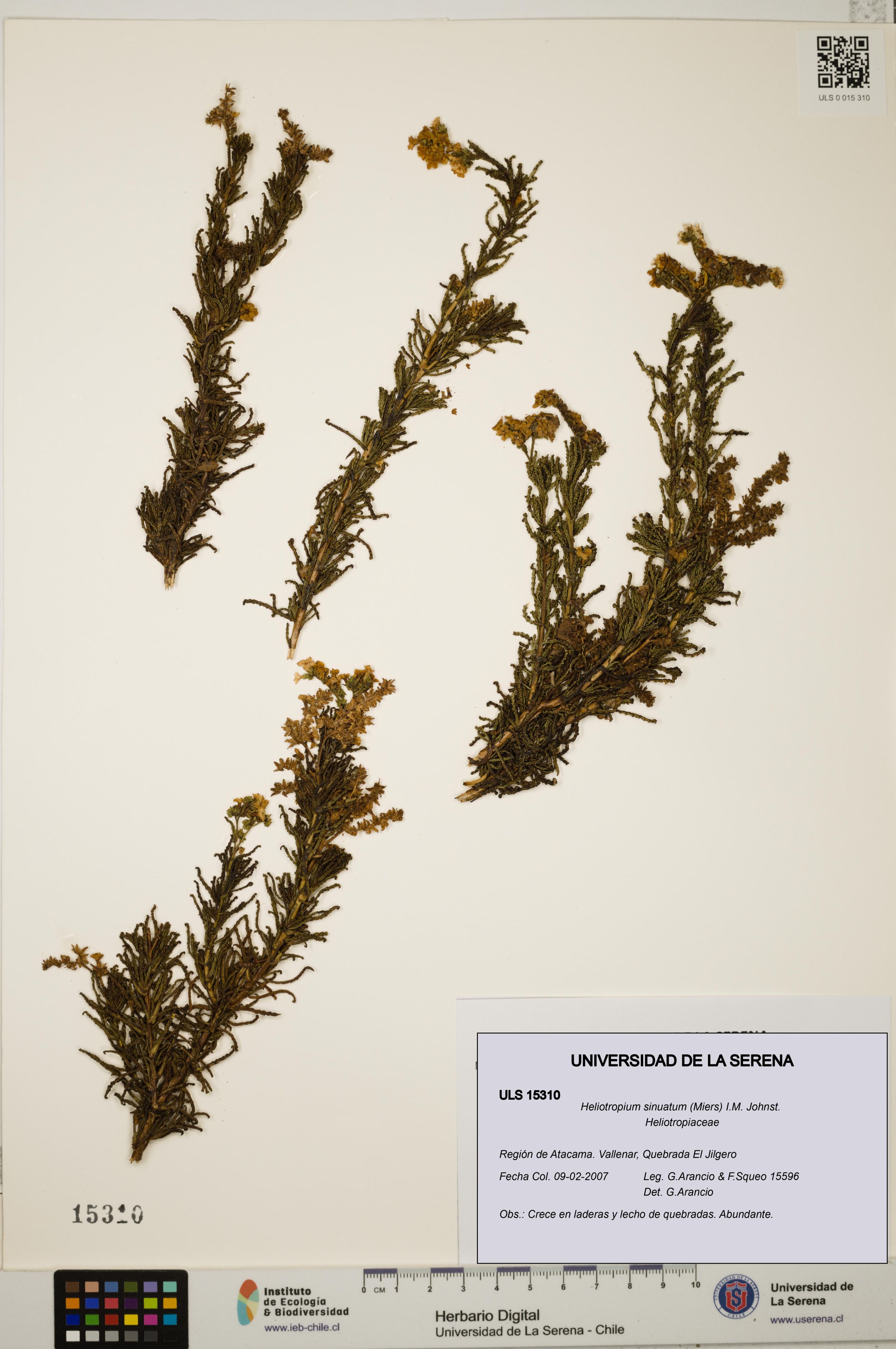 Heliotropium sinuatum [Espécimen: ]