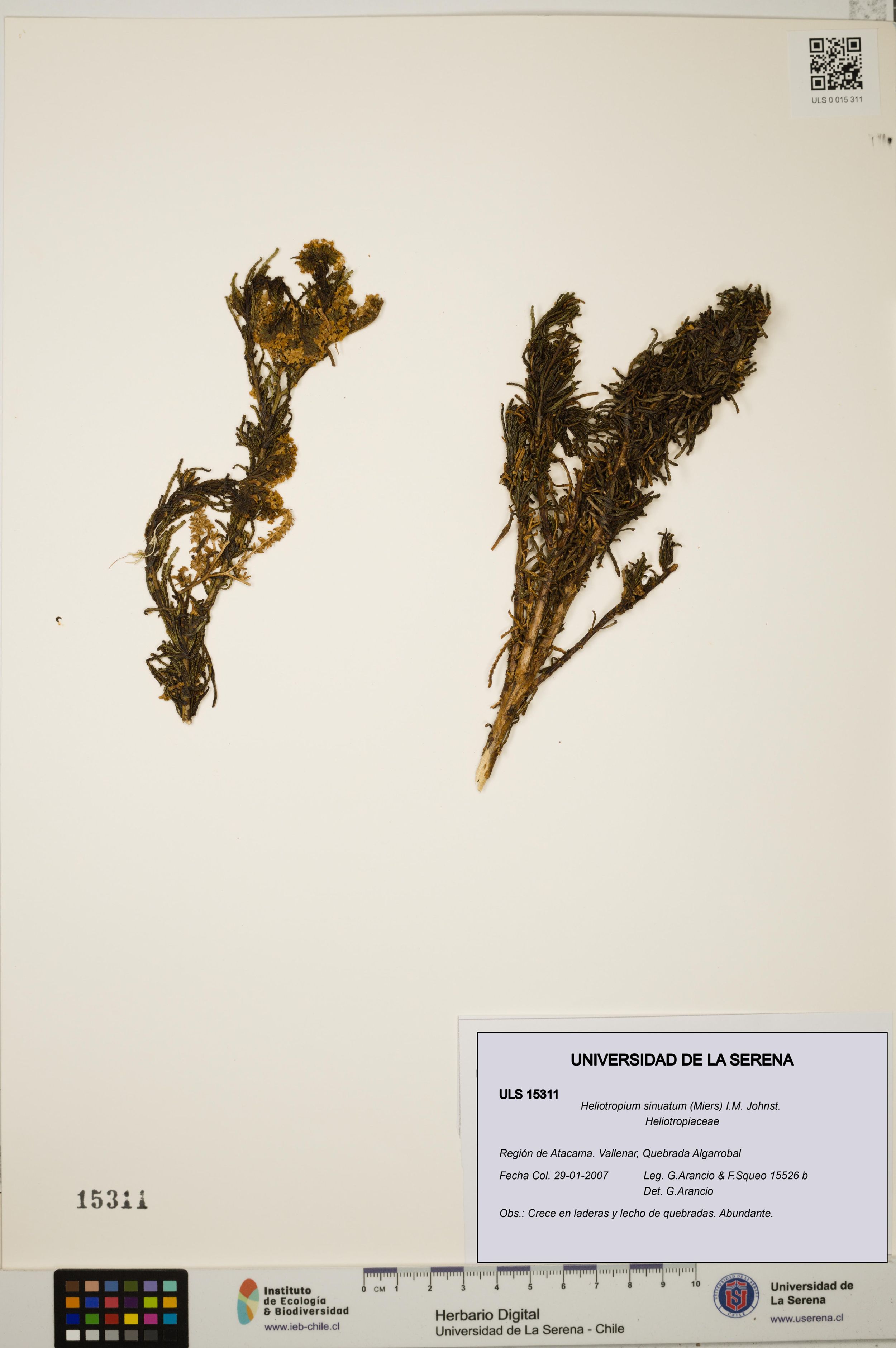 Heliotropium sinuatum [Espécimen: ]