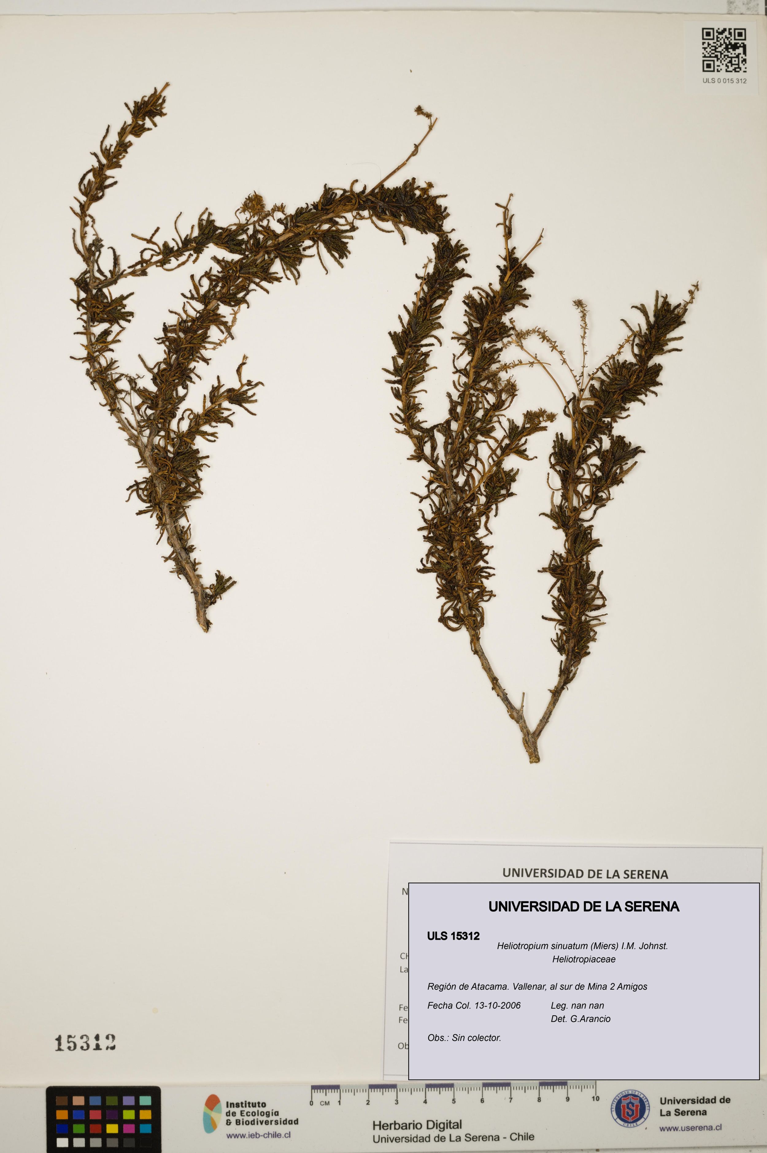 Heliotropium sinuatum [Espécimen: ]