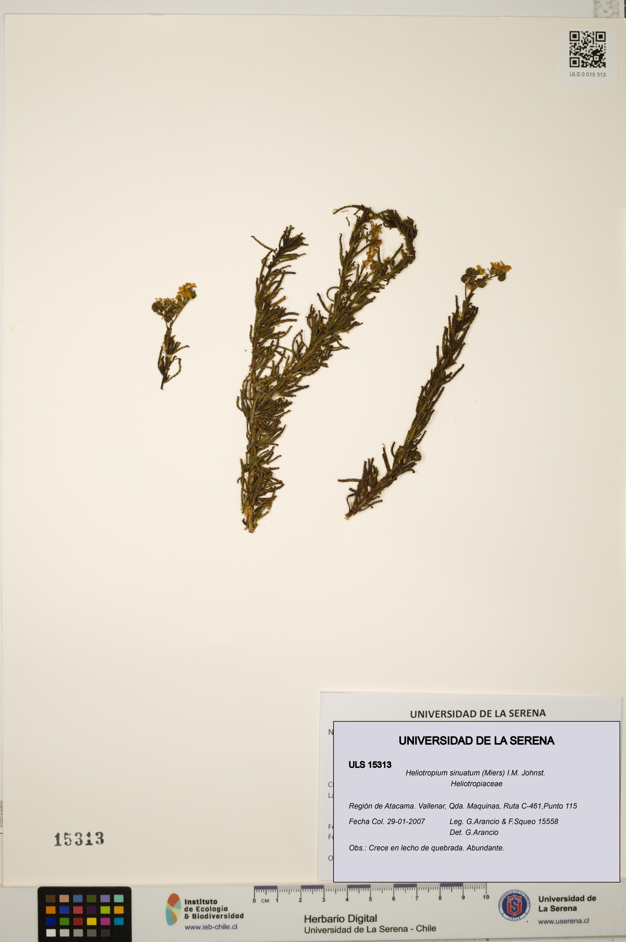 Heliotropium sinuatum [Espécimen: ]