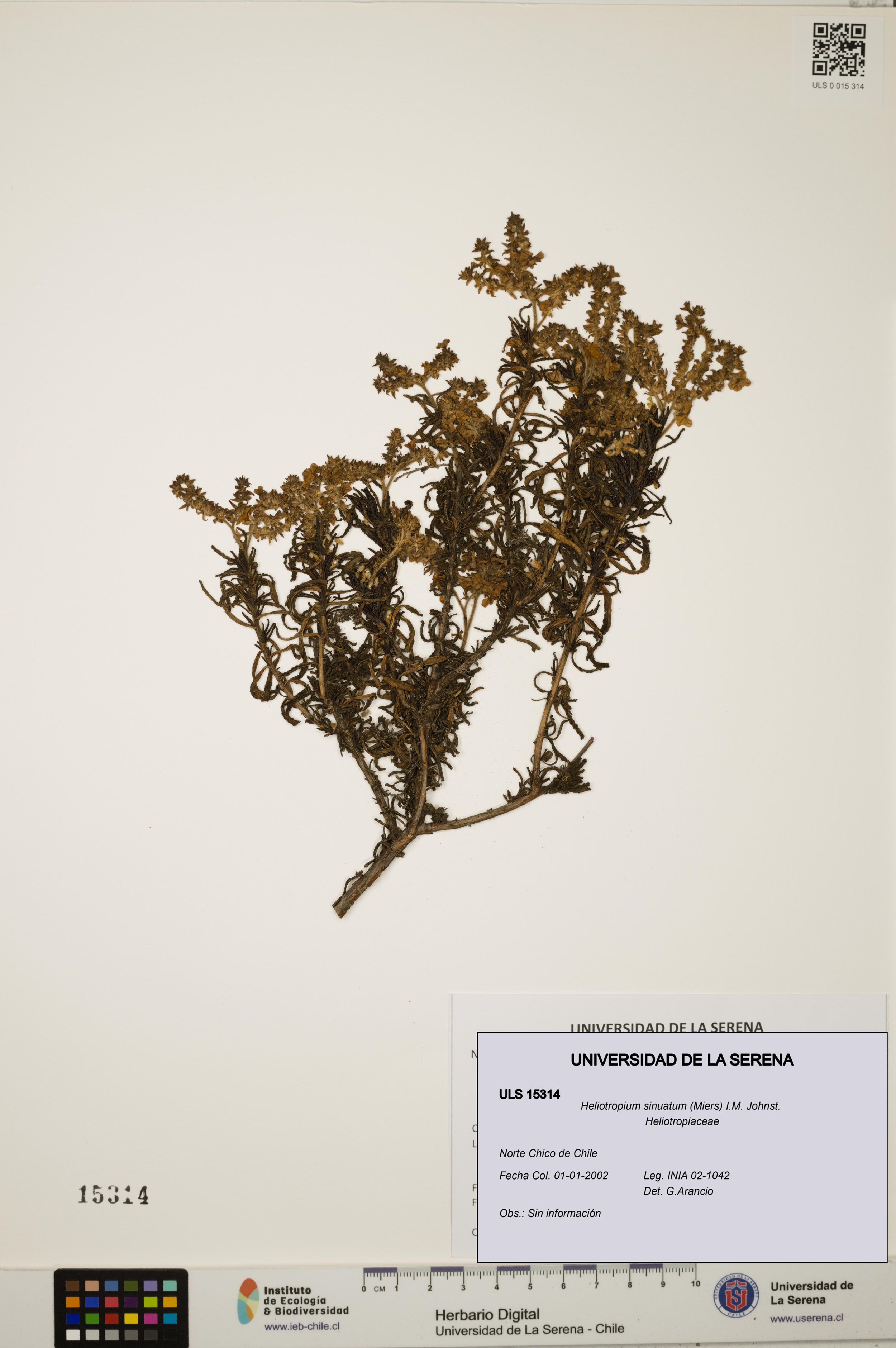 Heliotropium sinuatum [Espécimen: ]