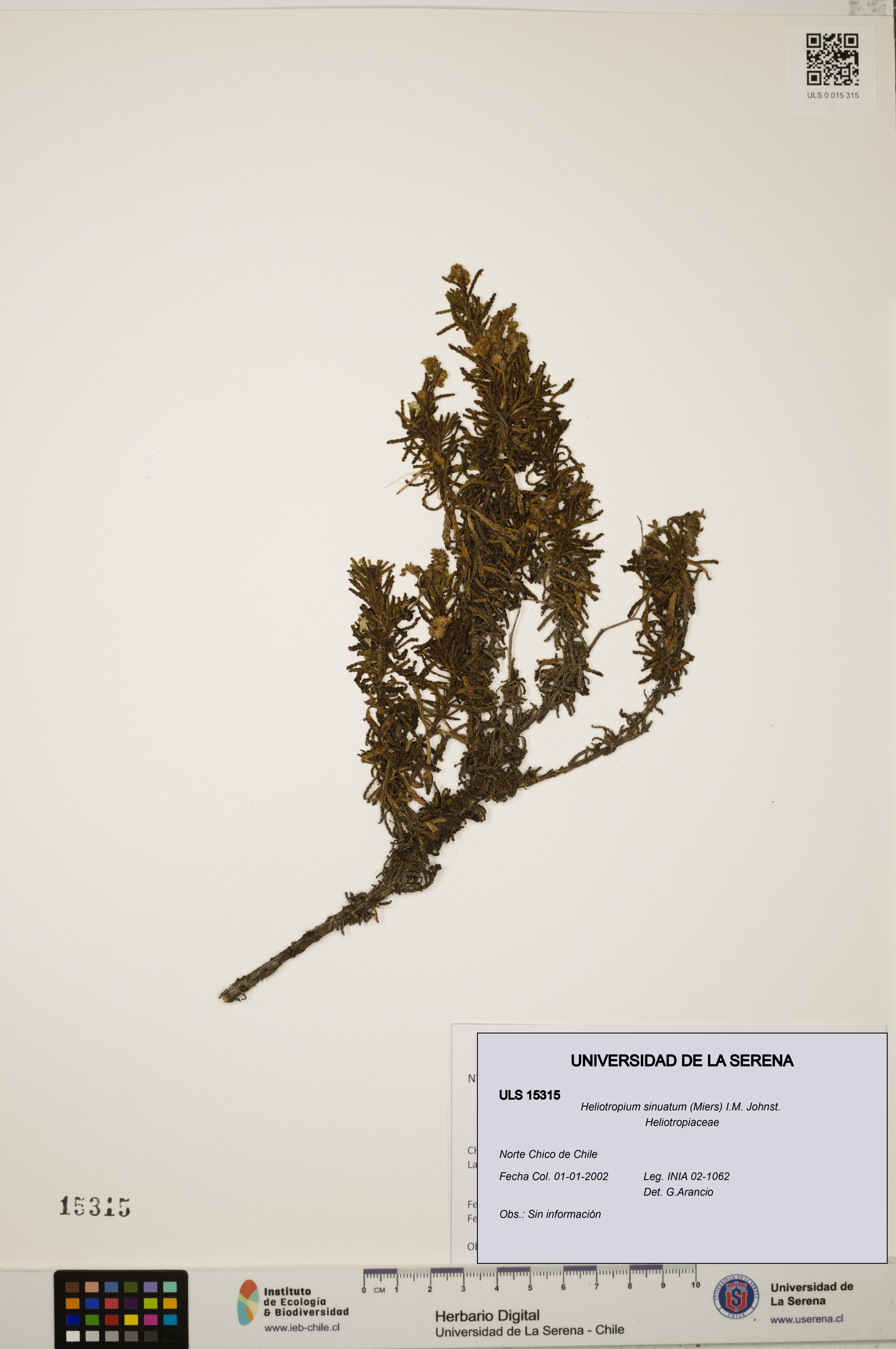 Heliotropium sinuatum [Espécimen: ]