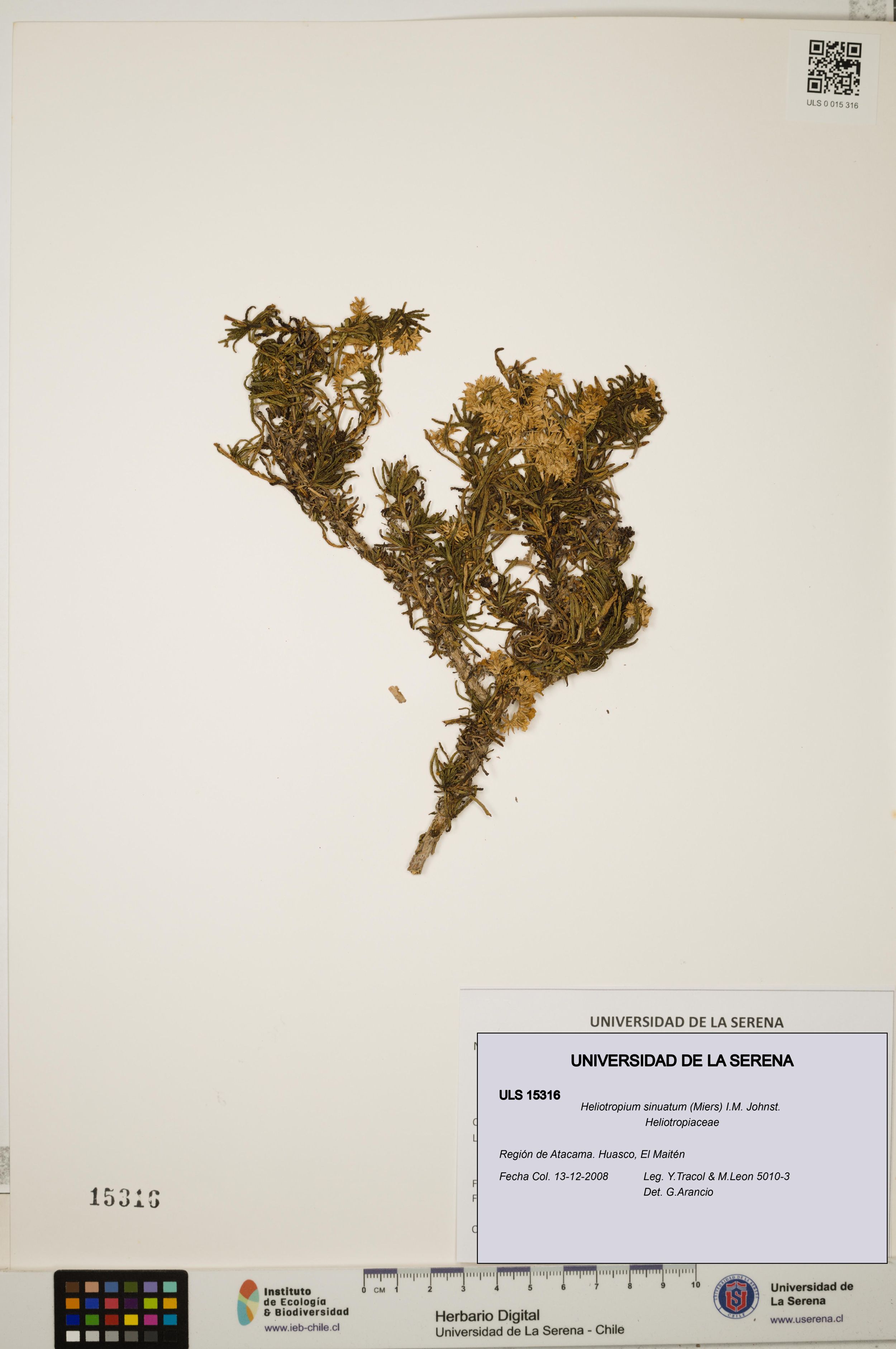 Heliotropium sinuatum [Espécimen: ]