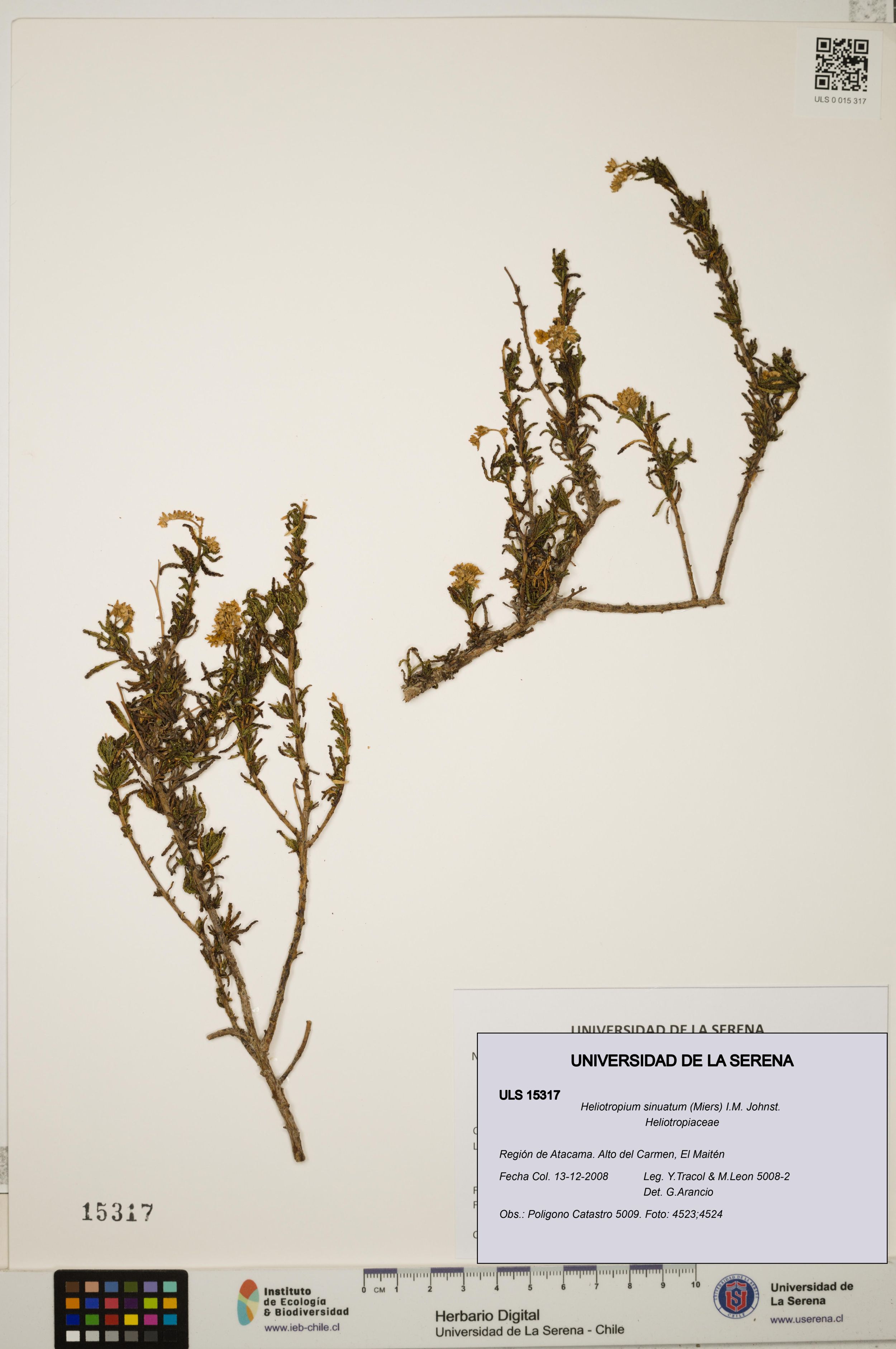 Heliotropium sinuatum [Espécimen: ]
