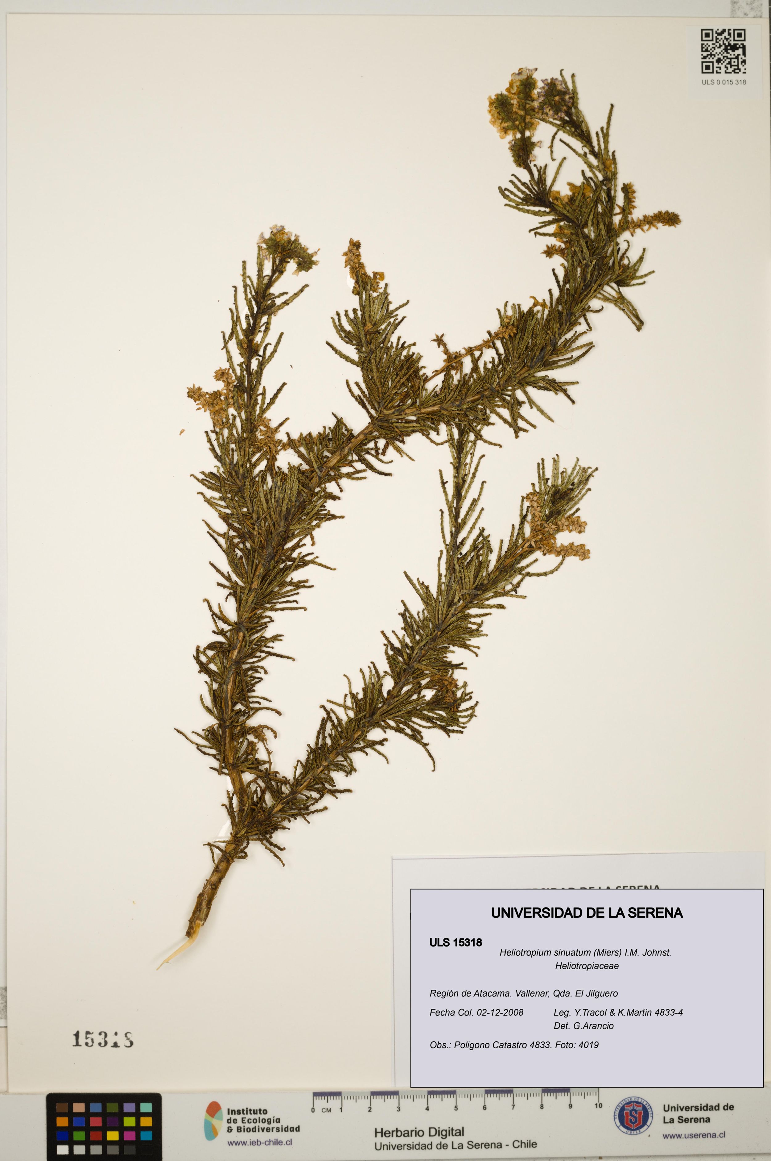 Heliotropium sinuatum [Espécimen: ]