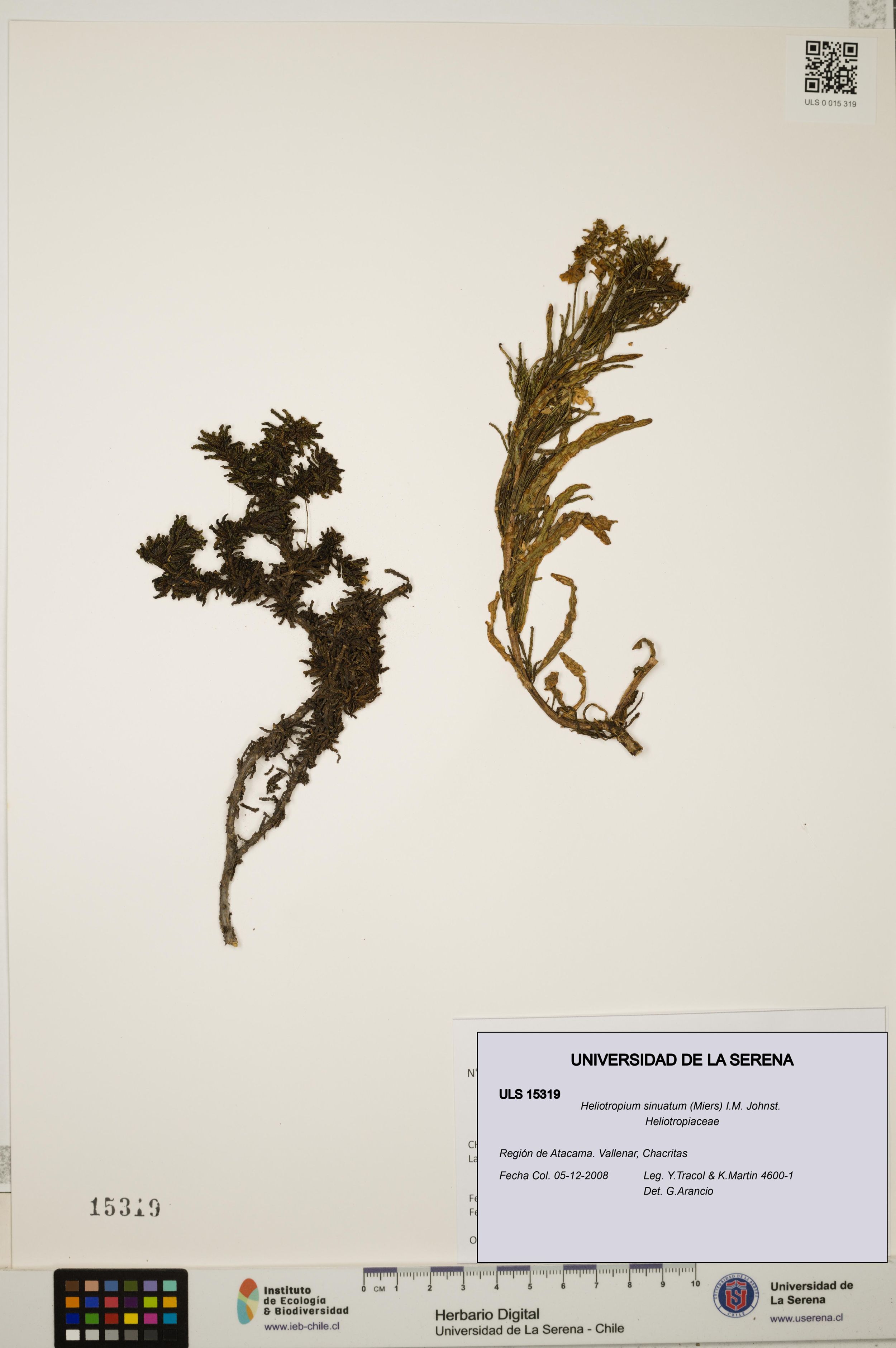 Heliotropium sinuatum [Espécimen: ]