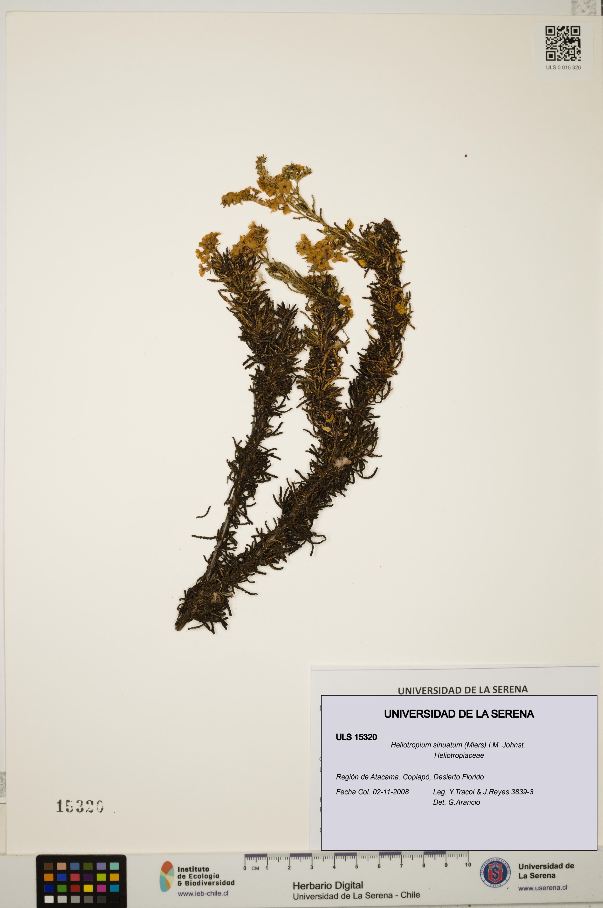 Heliotropium sinuatum [Espécimen: ]