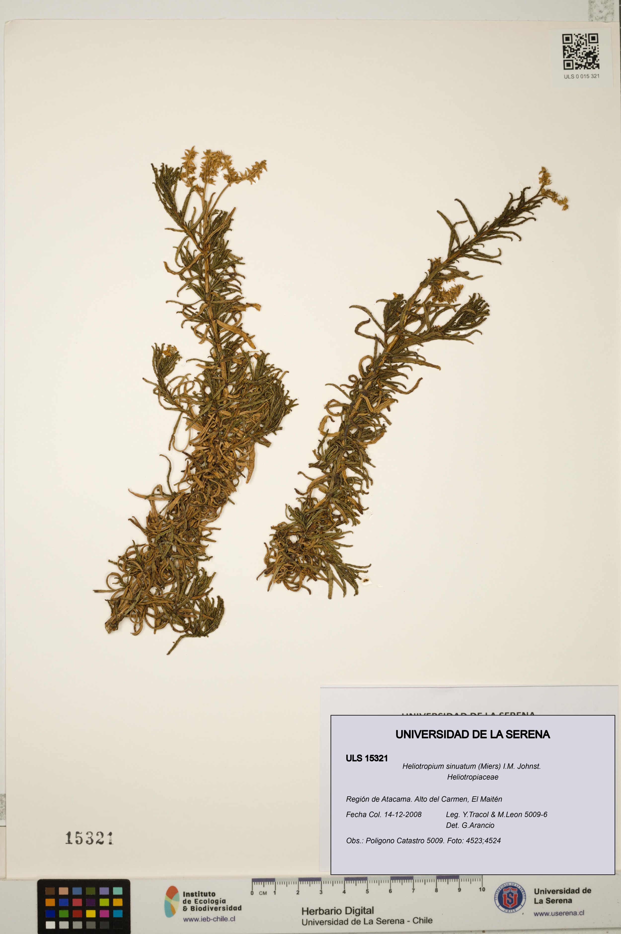 Heliotropium sinuatum [Espécimen: ]