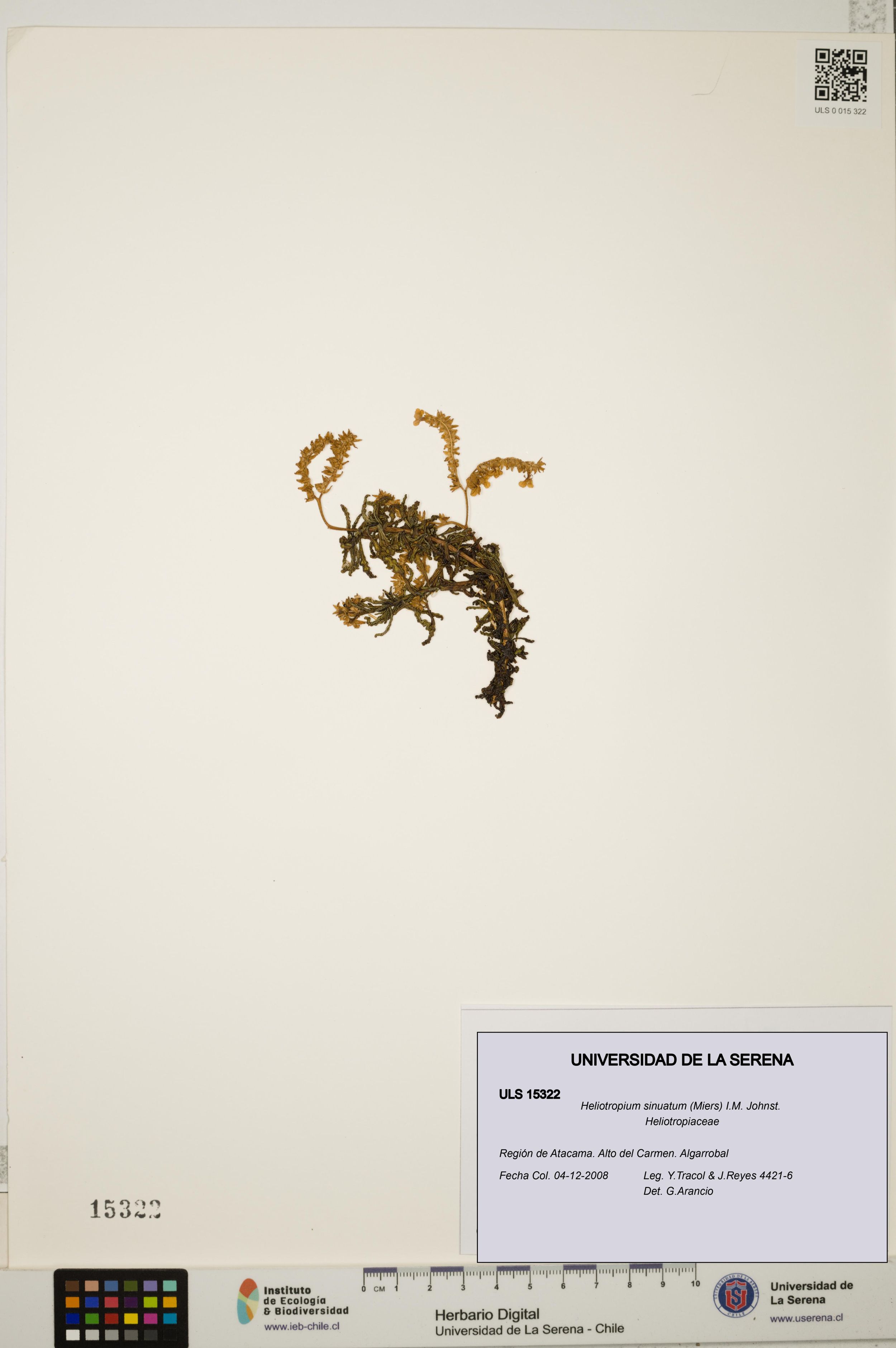 Heliotropium sinuatum [Espécimen: ]
