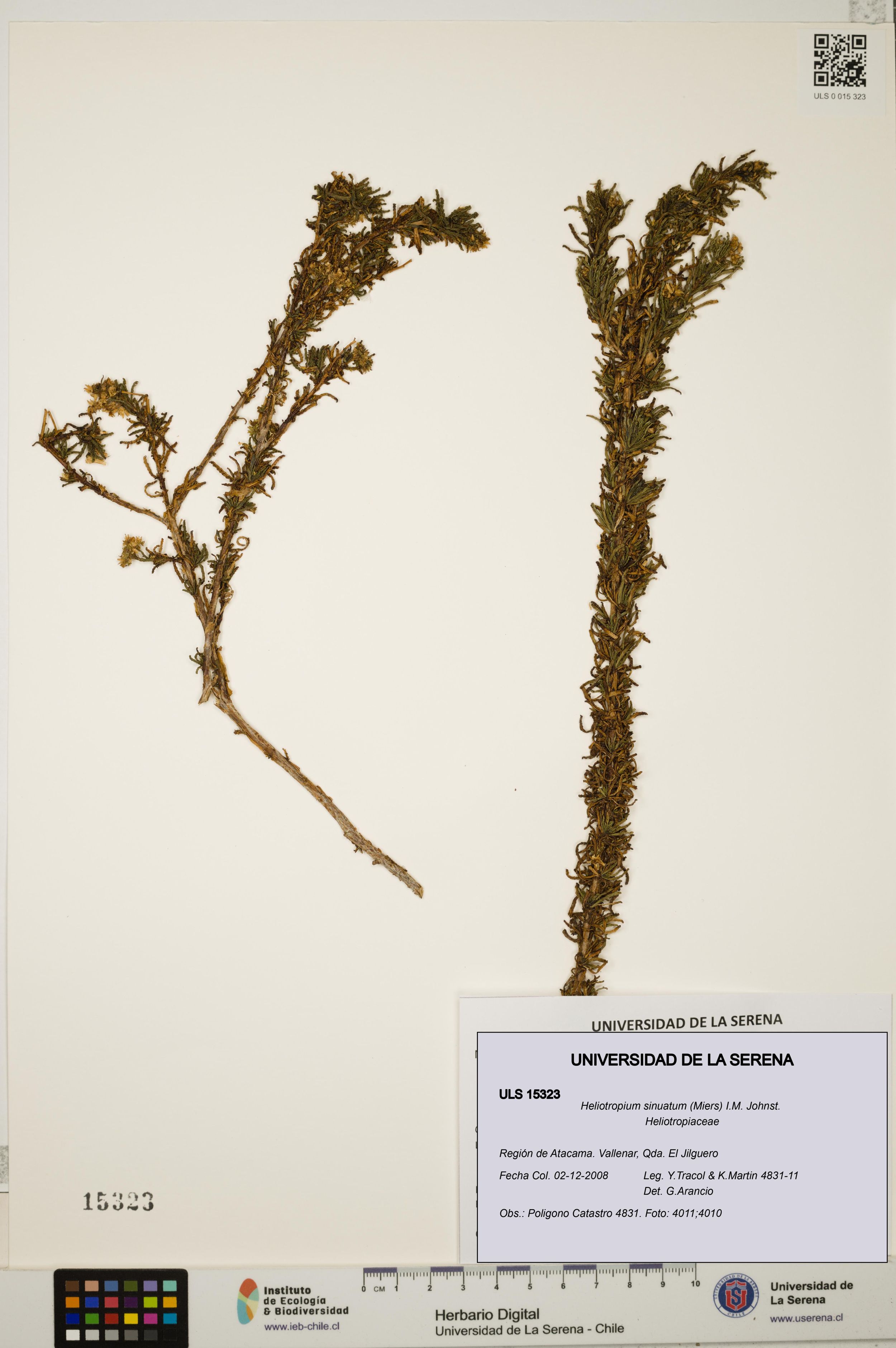 Heliotropium sinuatum [Espécimen: ]