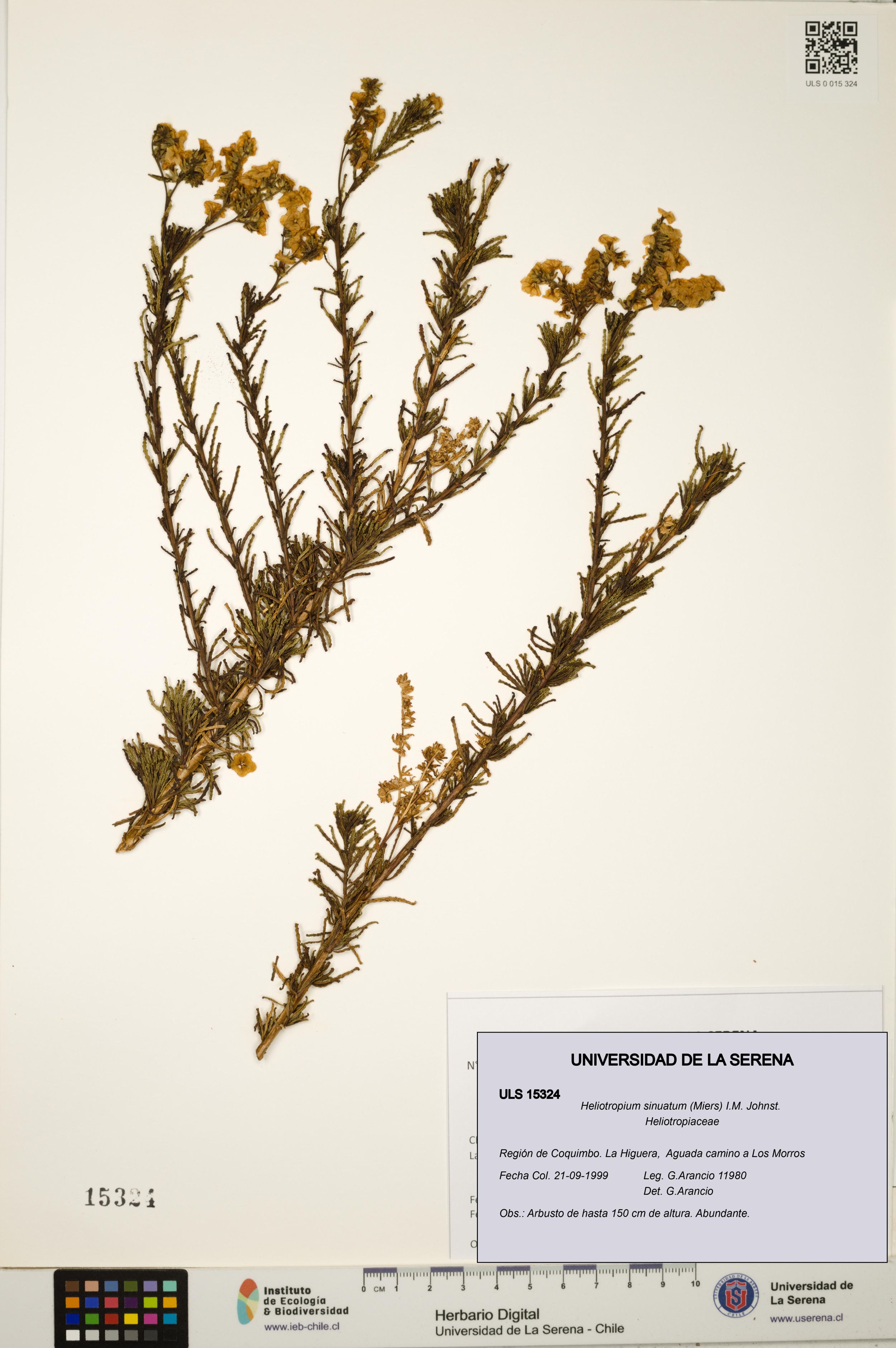 Heliotropium sinuatum [Espécimen: ]