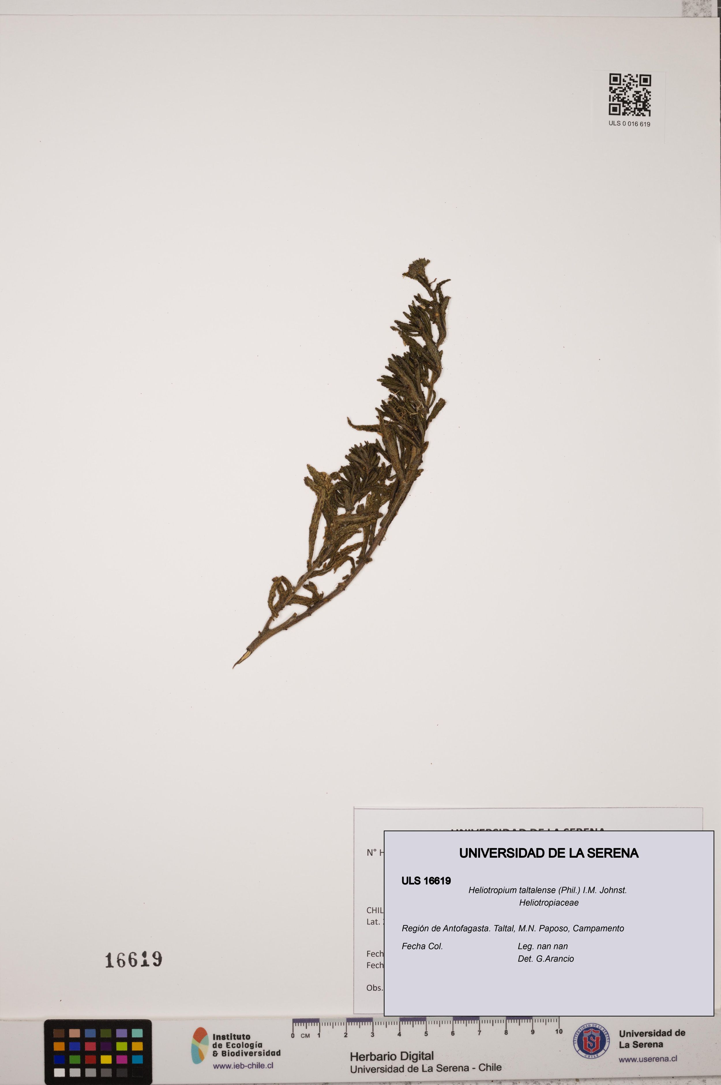 Heliotropium taltalense [Espécimen: ]
