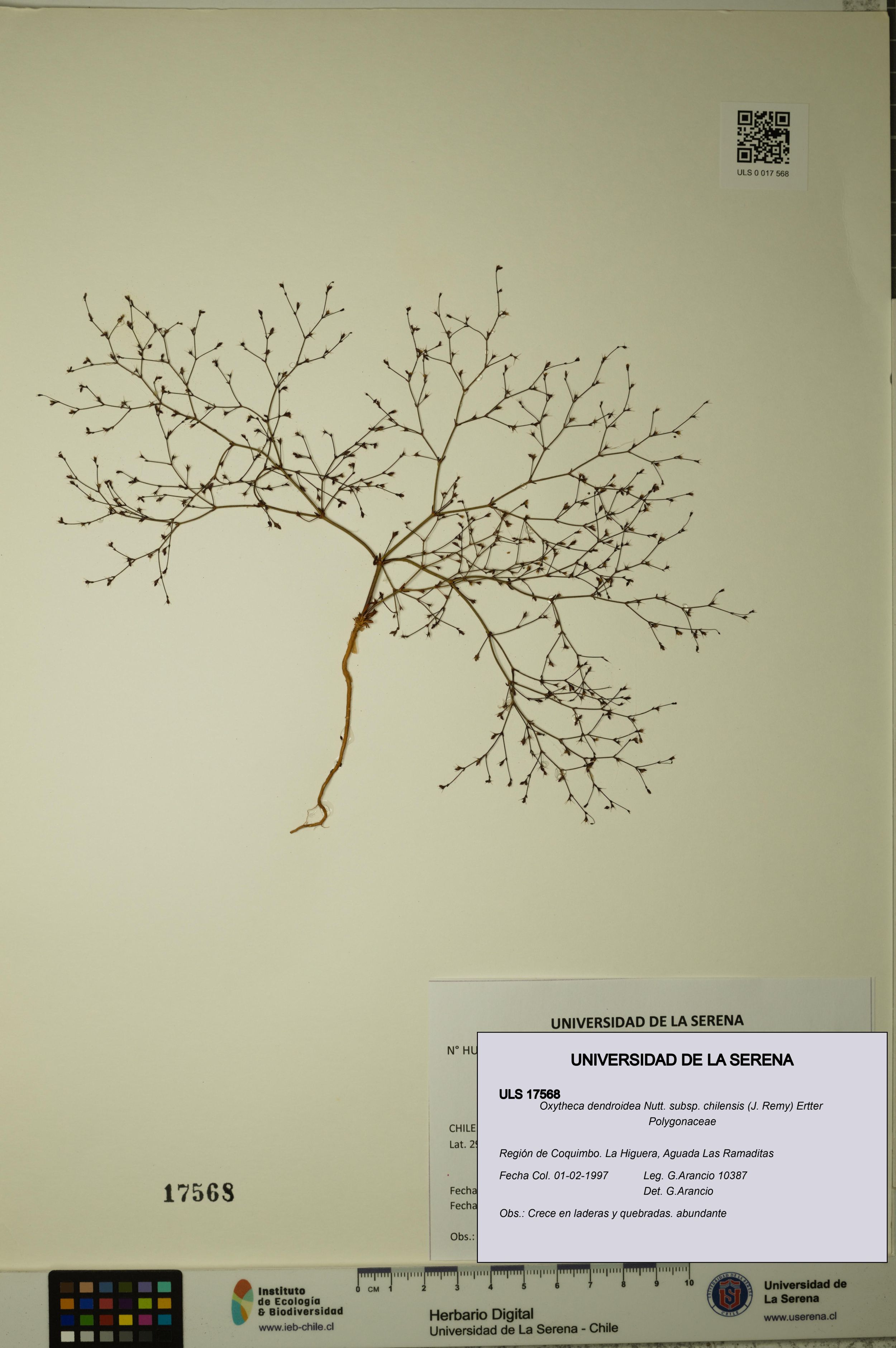Oxytheca dendroidea - Digital Herbarium