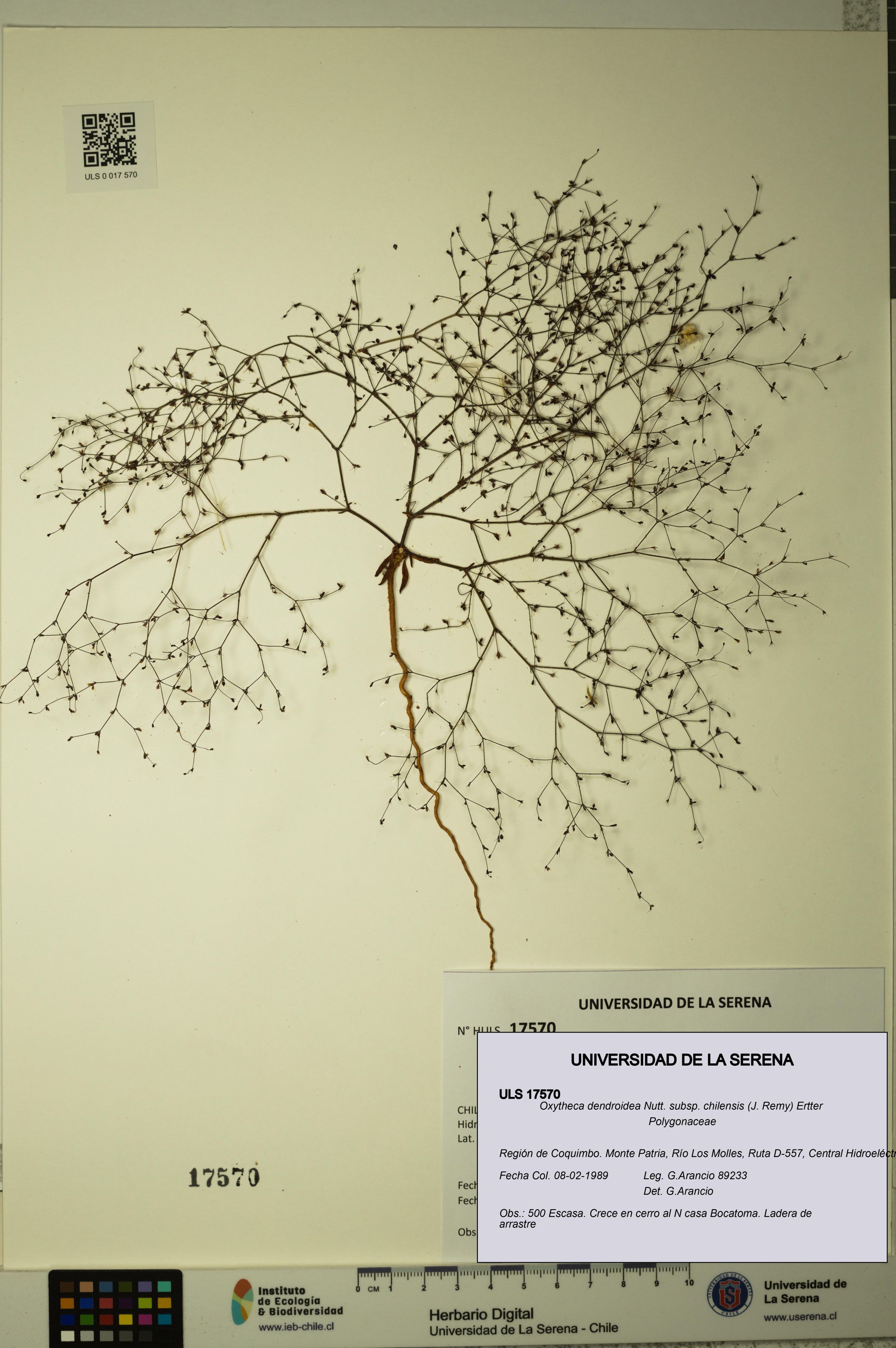Oxytheca dendroidea - Digital Herbarium