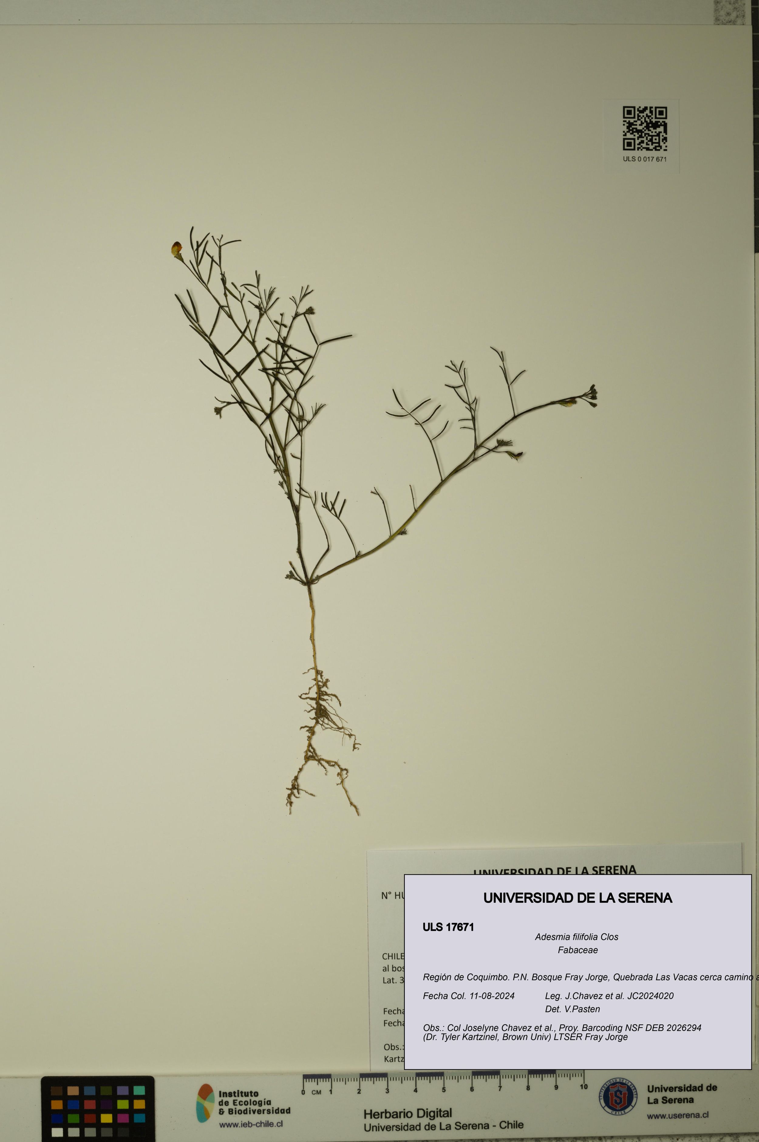 Adesmia filifolia [Espécimen: ]