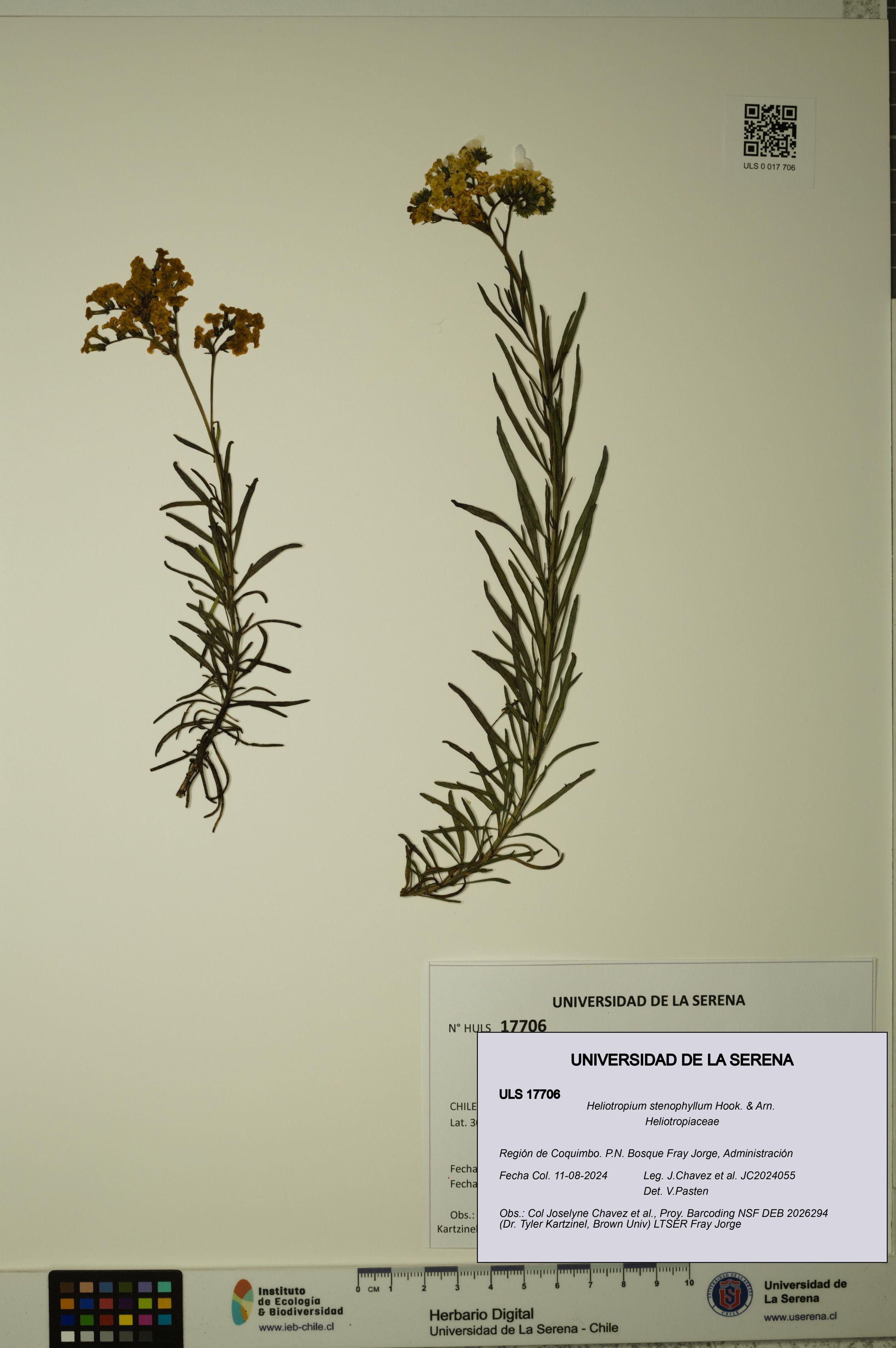 Heliotropium stenophyllum [Espécimen: ]