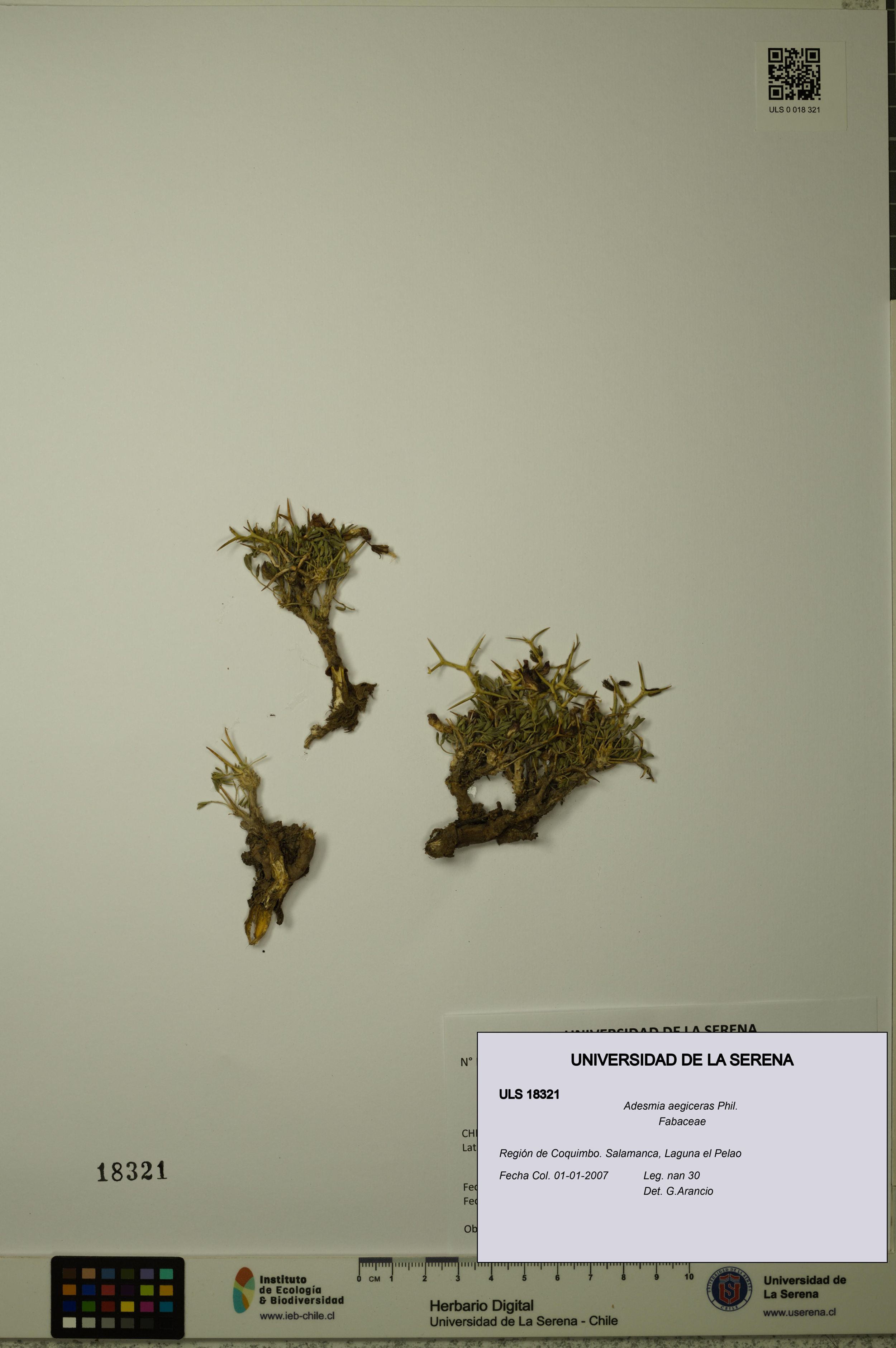 Adesmia aegiceras [Espécimen: ]