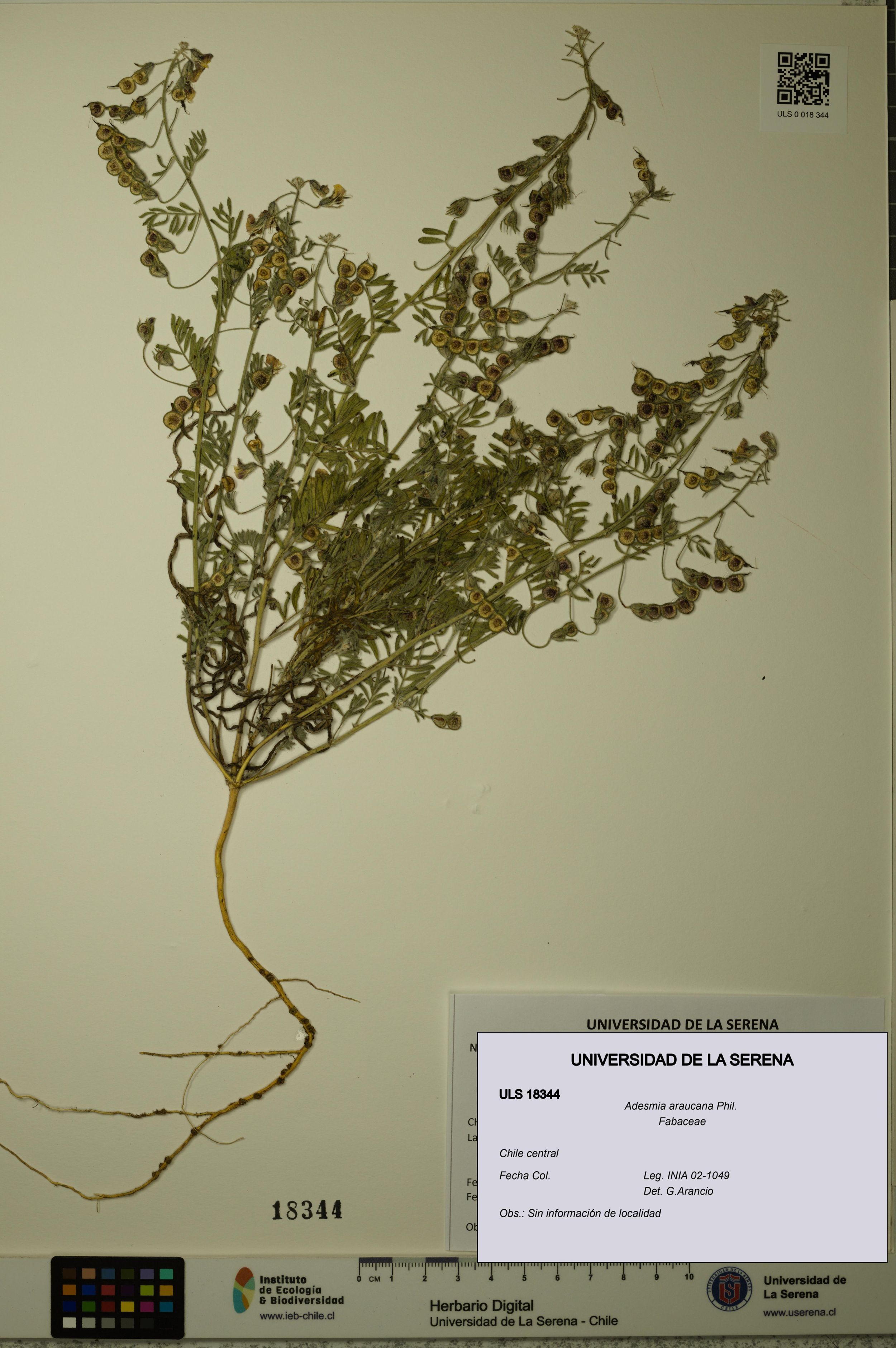 Adesmia araucana [Espécimen: ]