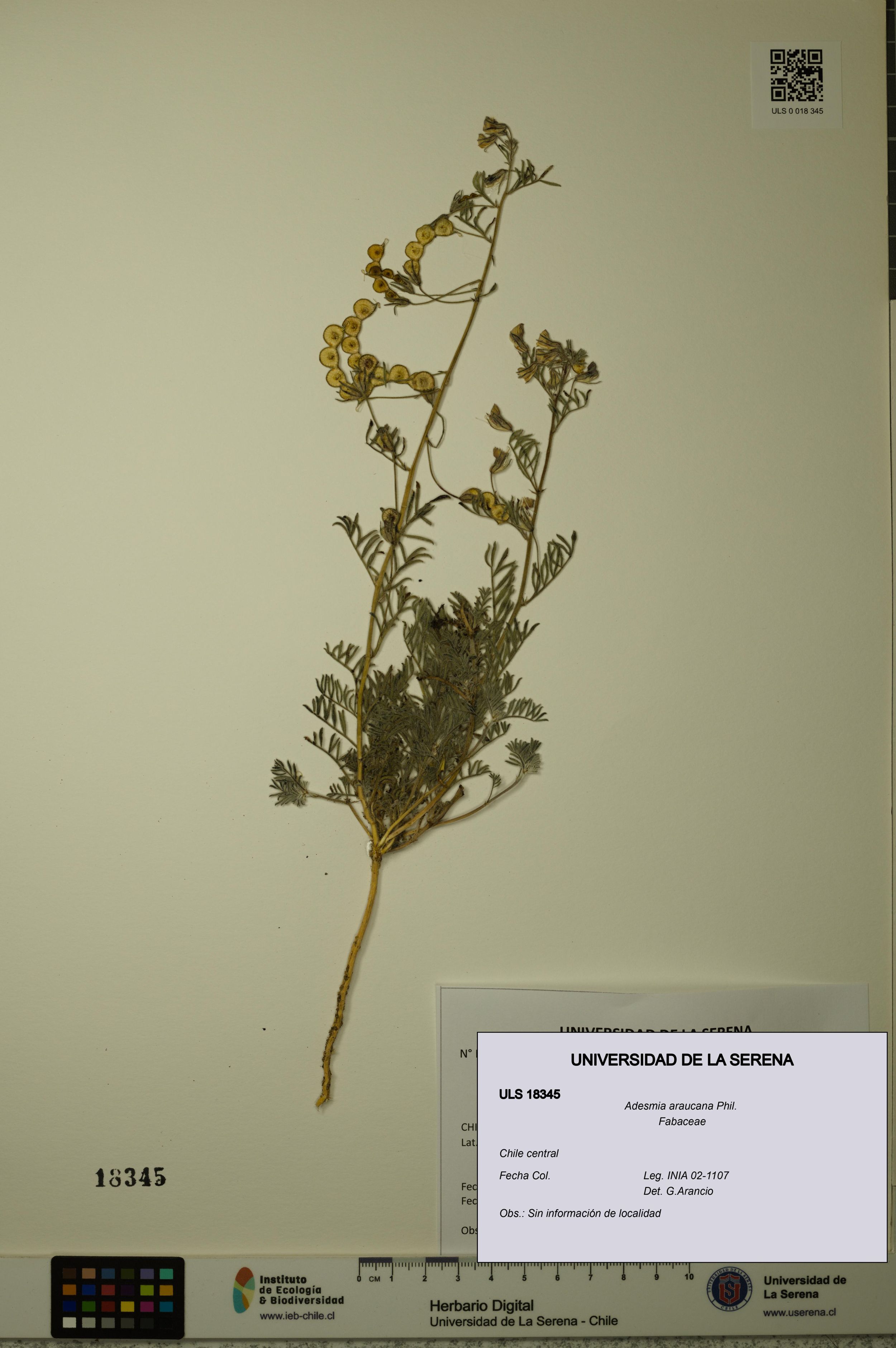 Adesmia araucana [Espécimen: ]