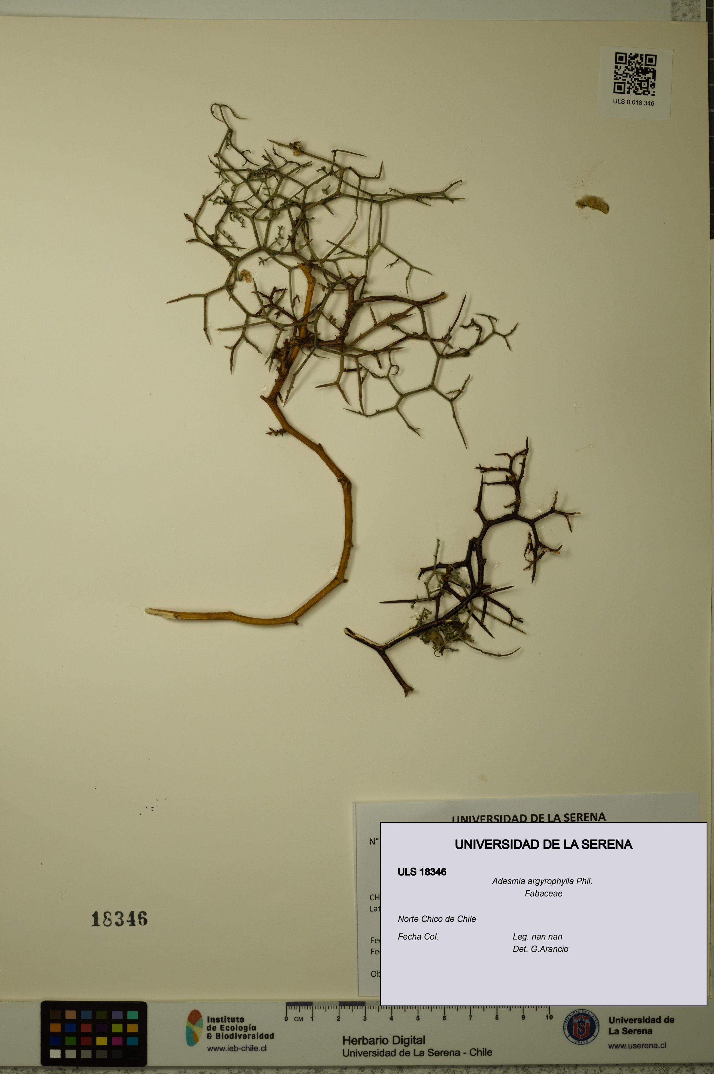Adesmia argyrophylla [Espécimen: ]