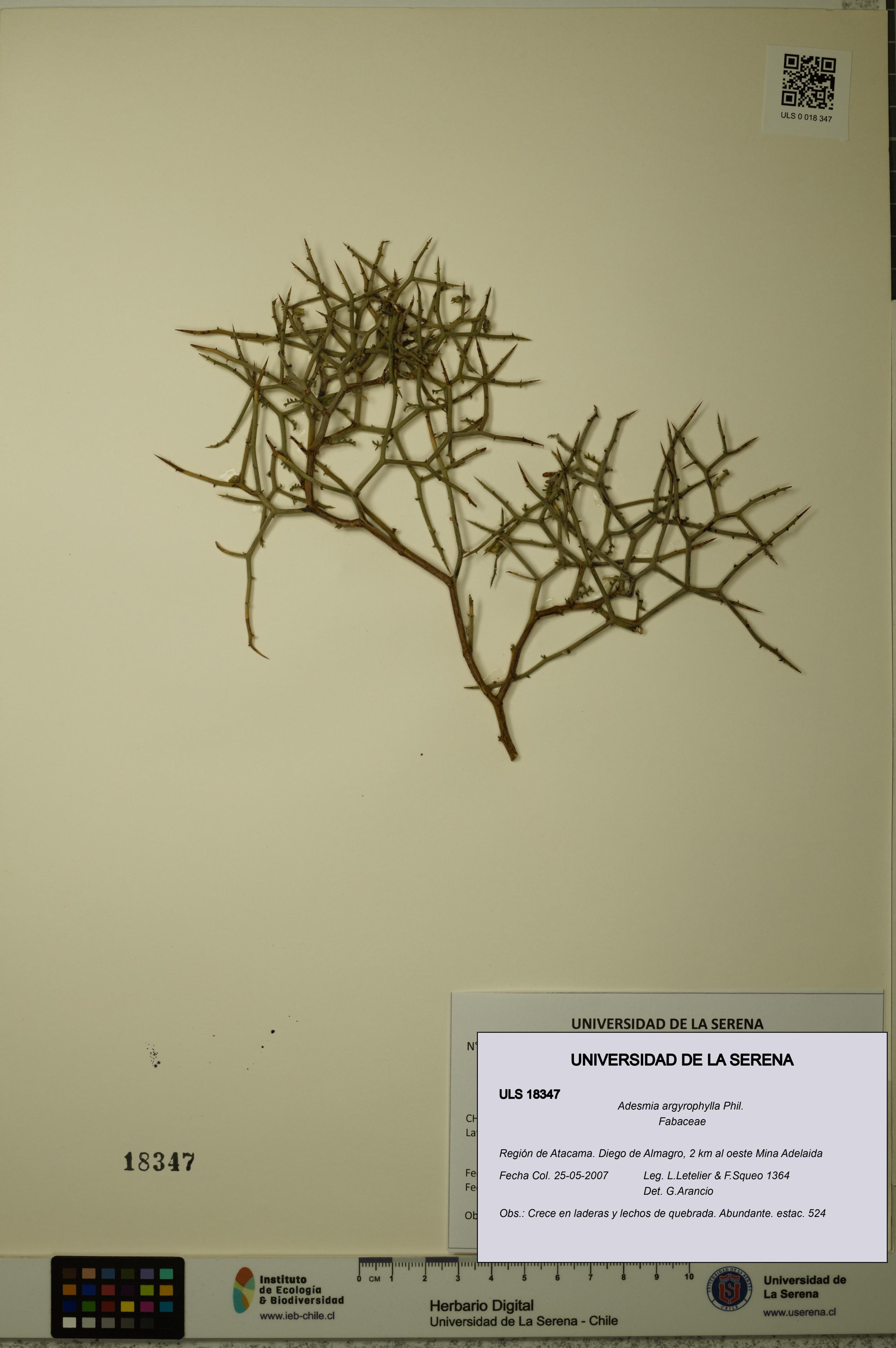 Adesmia argyrophylla [Espécimen: ]