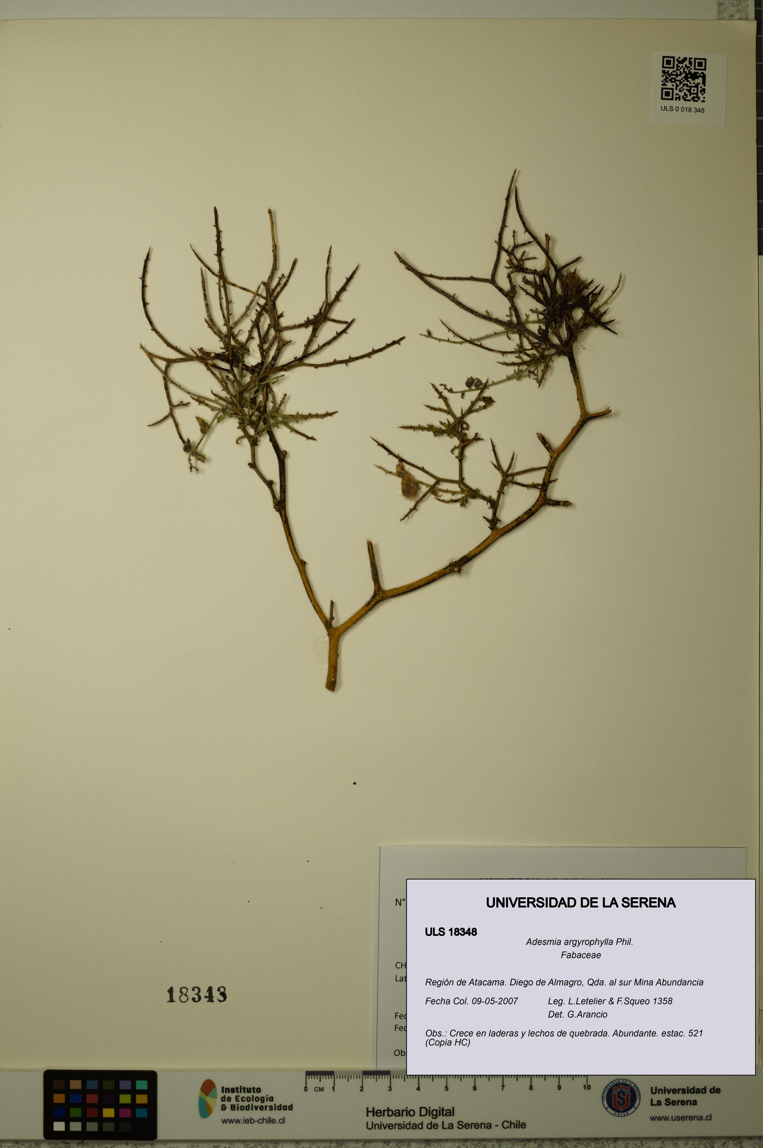 Adesmia argyrophylla [Espécimen: ]