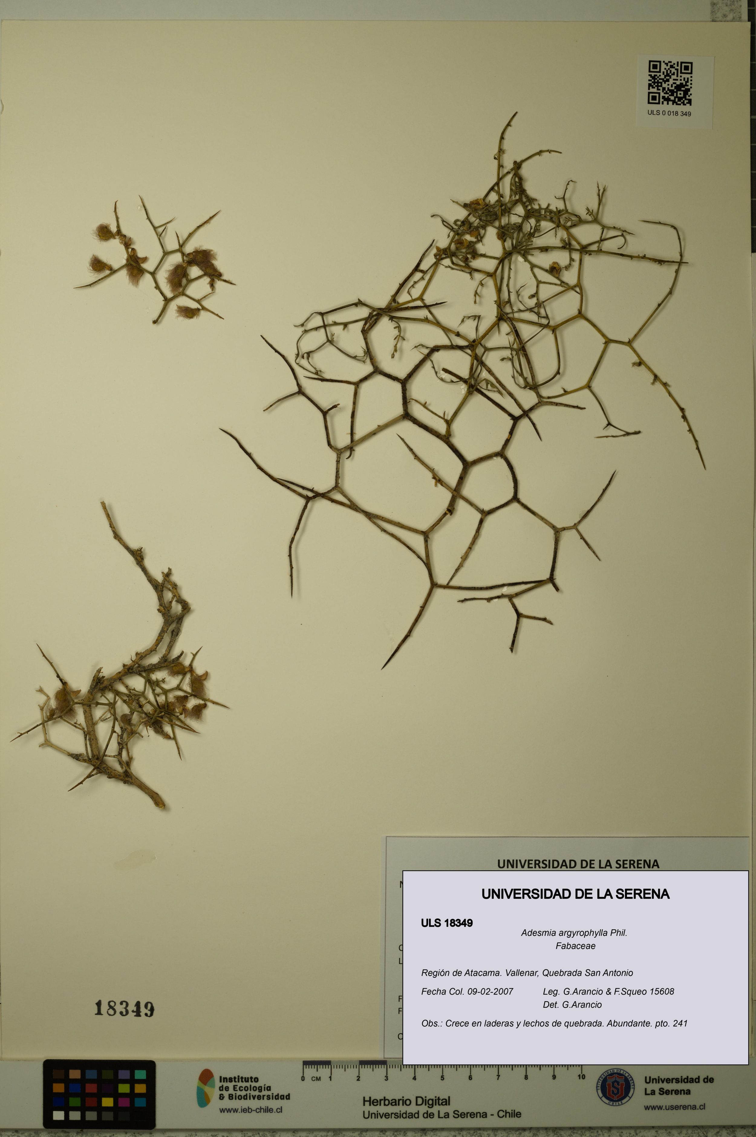 Adesmia argyrophylla [Espécimen: ]