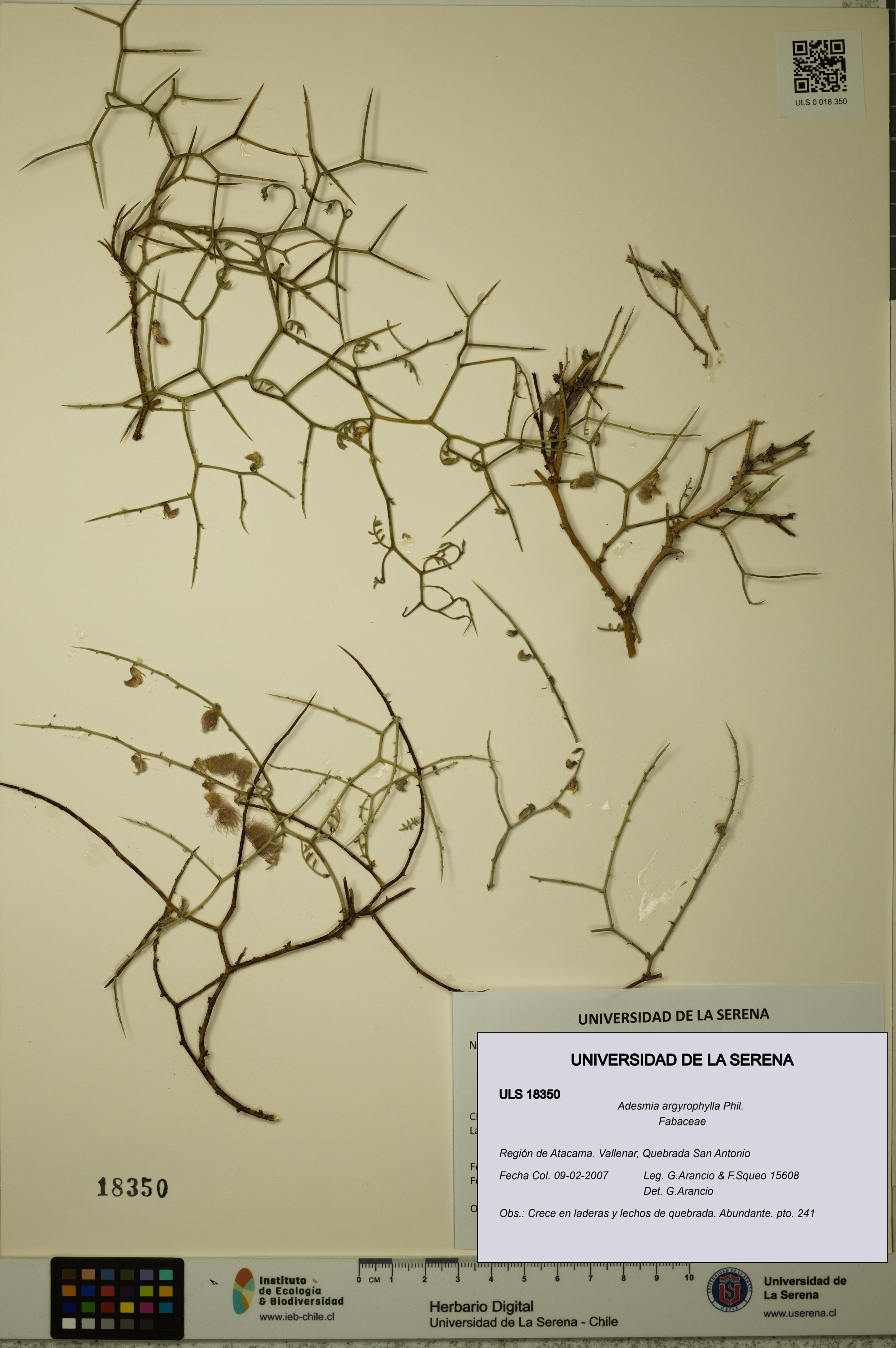 Adesmia argyrophylla [Espécimen: ]