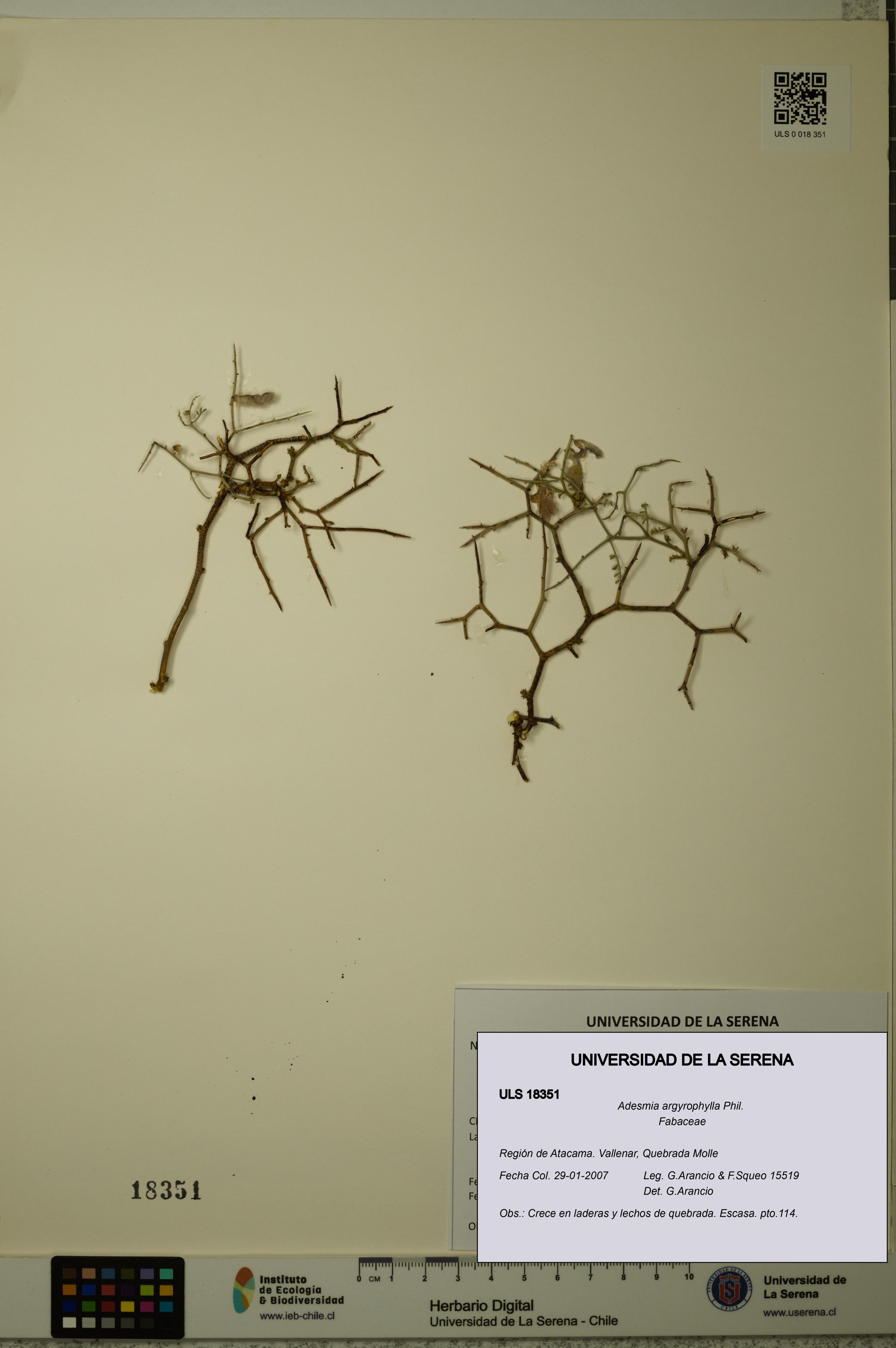 Adesmia argyrophylla [Espécimen: ]