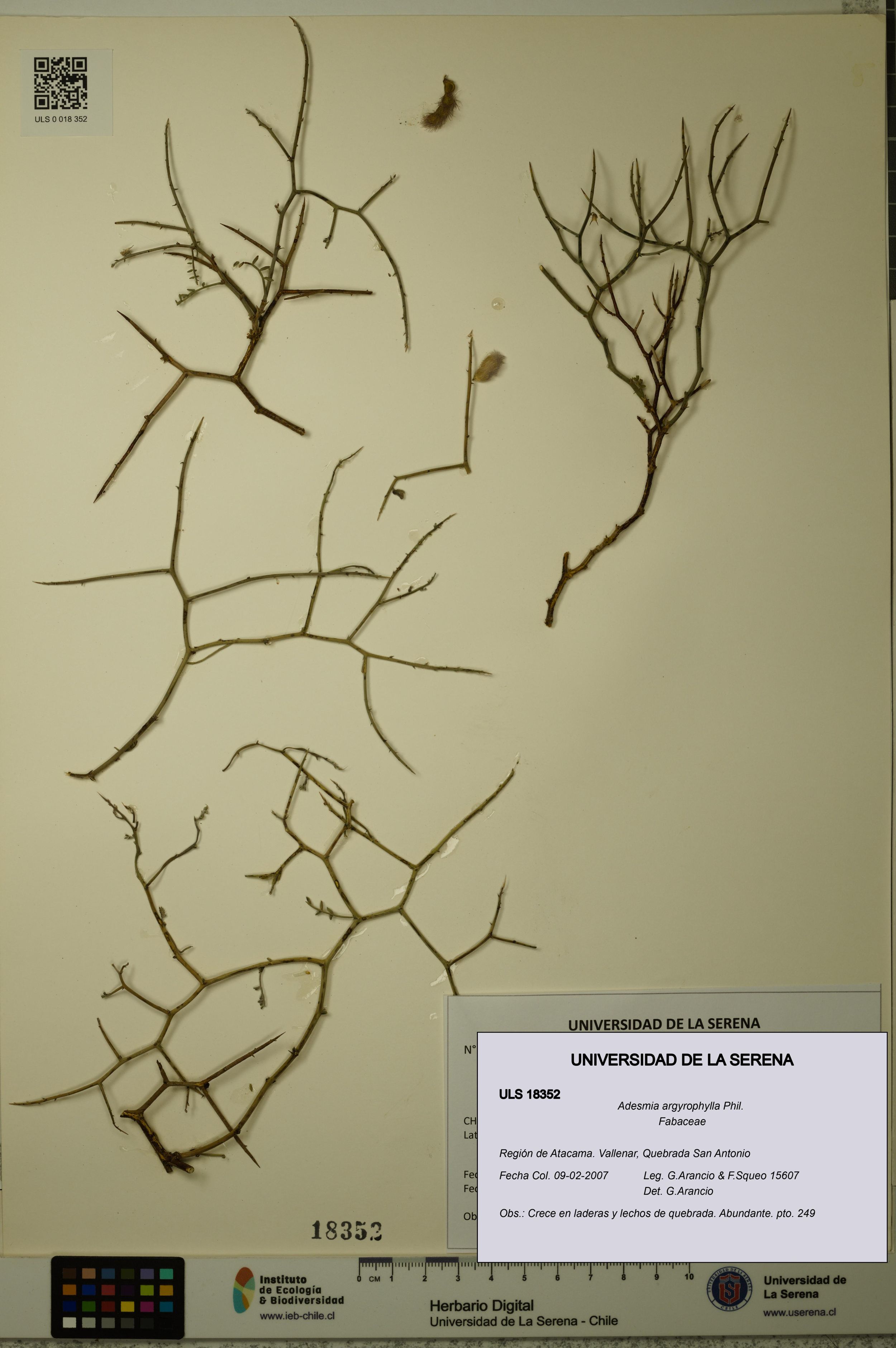 Adesmia argyrophylla [Espécimen: ]