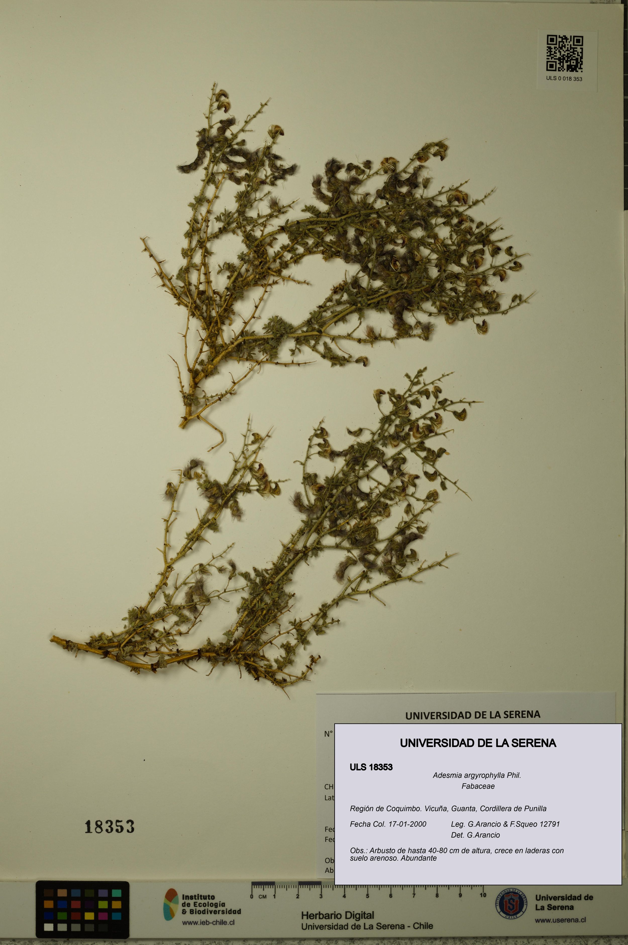 Adesmia argyrophylla [Espécimen: ]