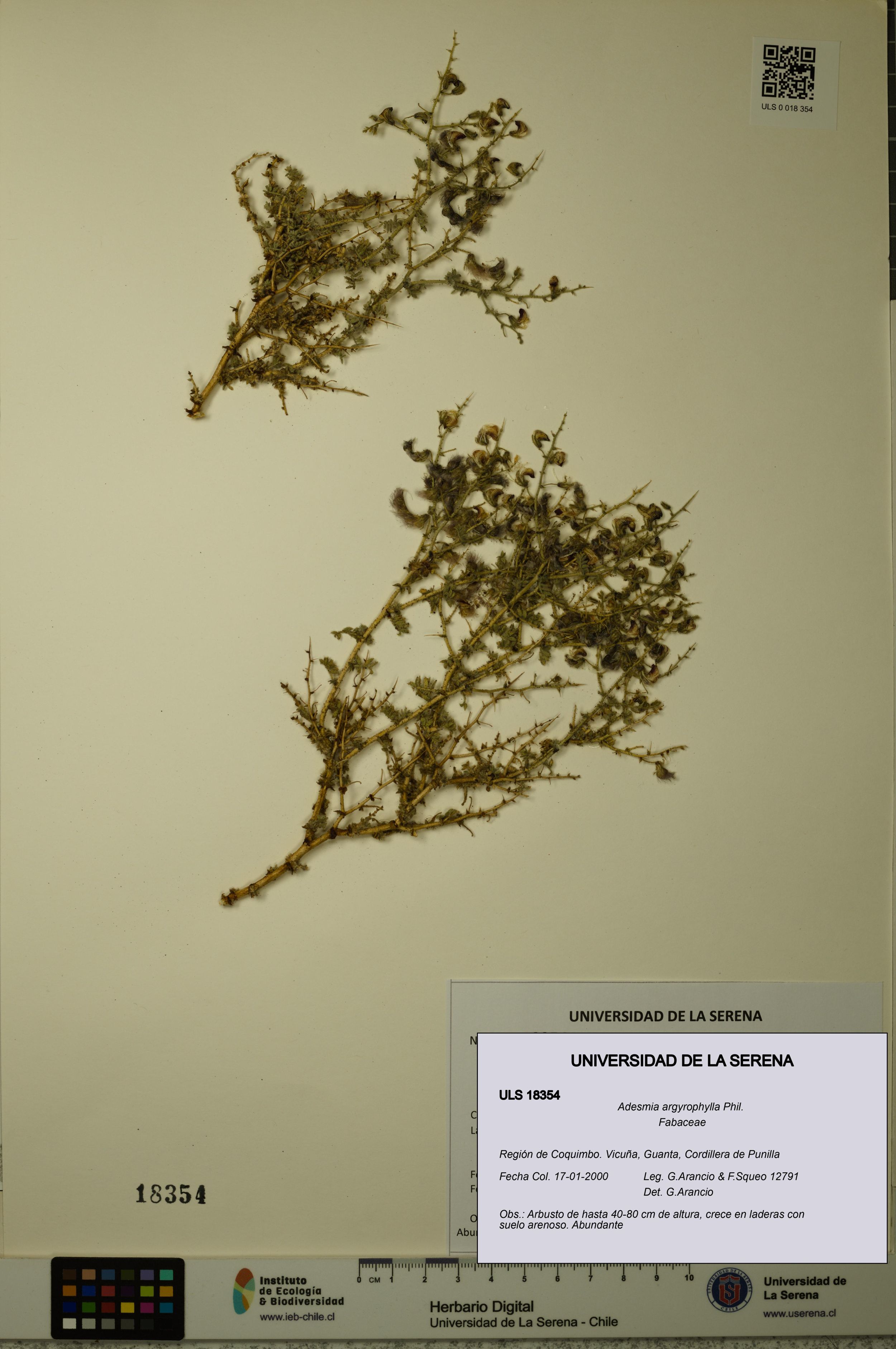 Adesmia argyrophylla [Espécimen: ]
