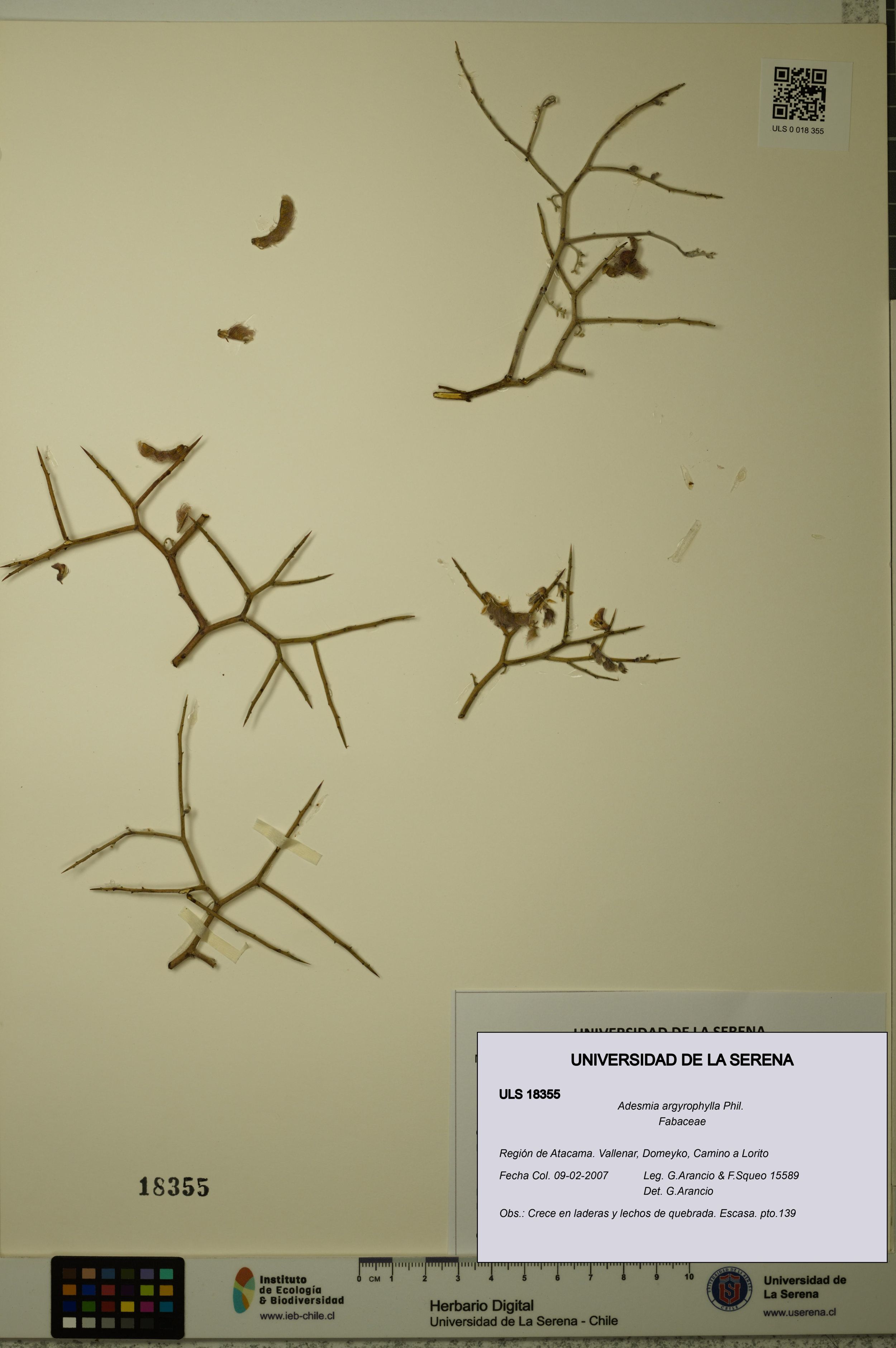 Adesmia argyrophylla [Espécimen: ]