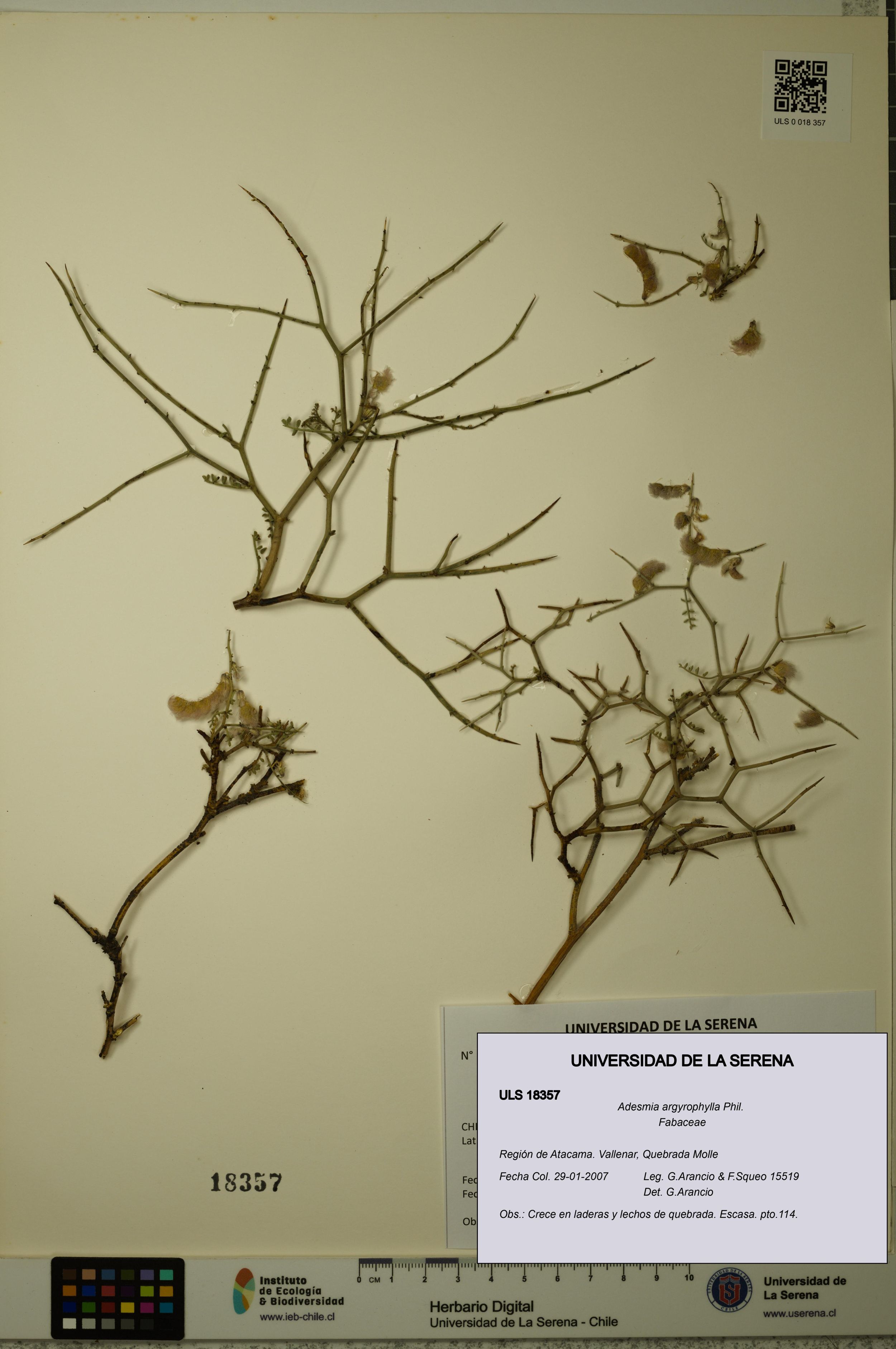 Adesmia argyrophylla [Espécimen: ]