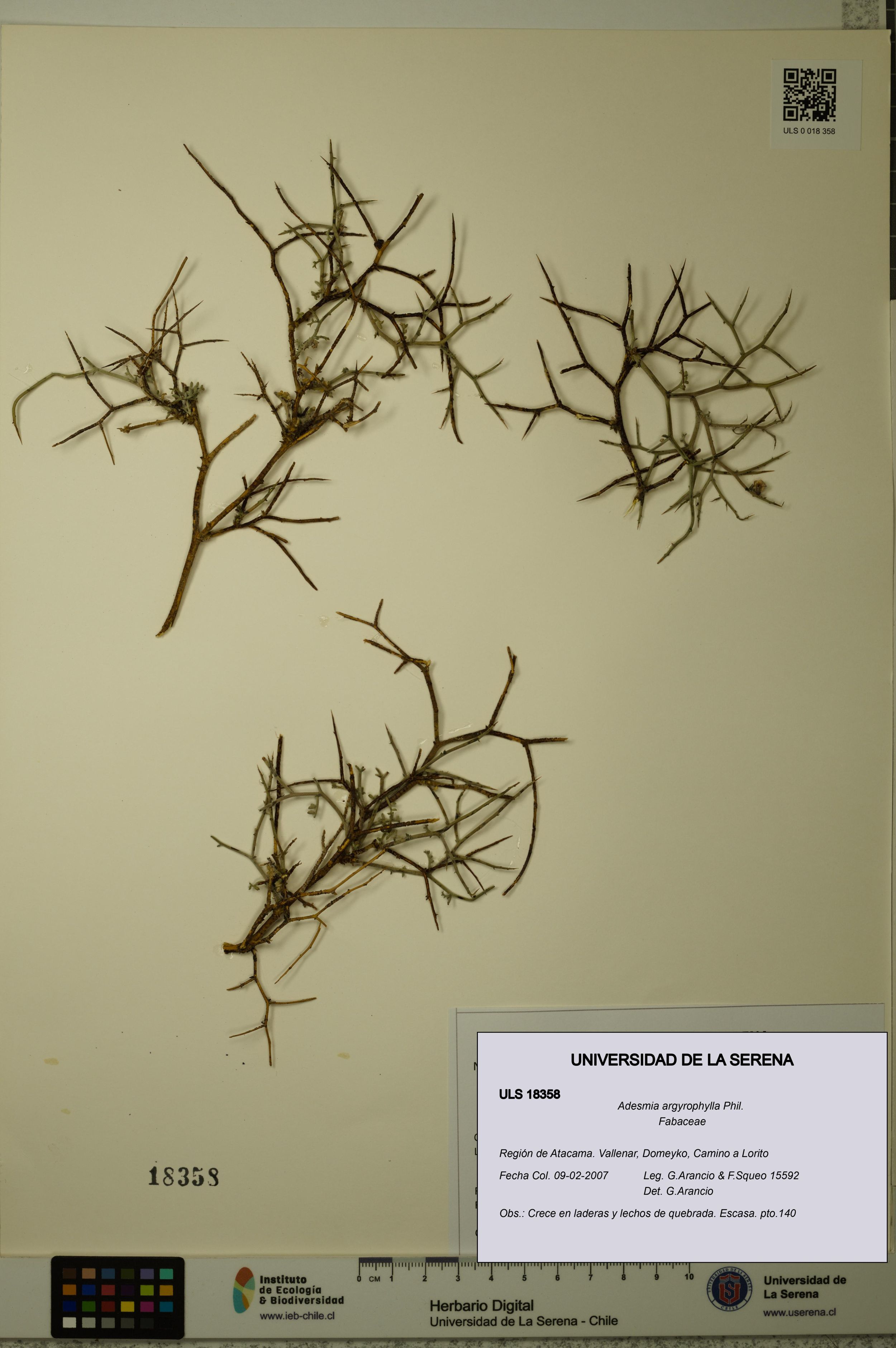 Adesmia argyrophylla [Espécimen: ]