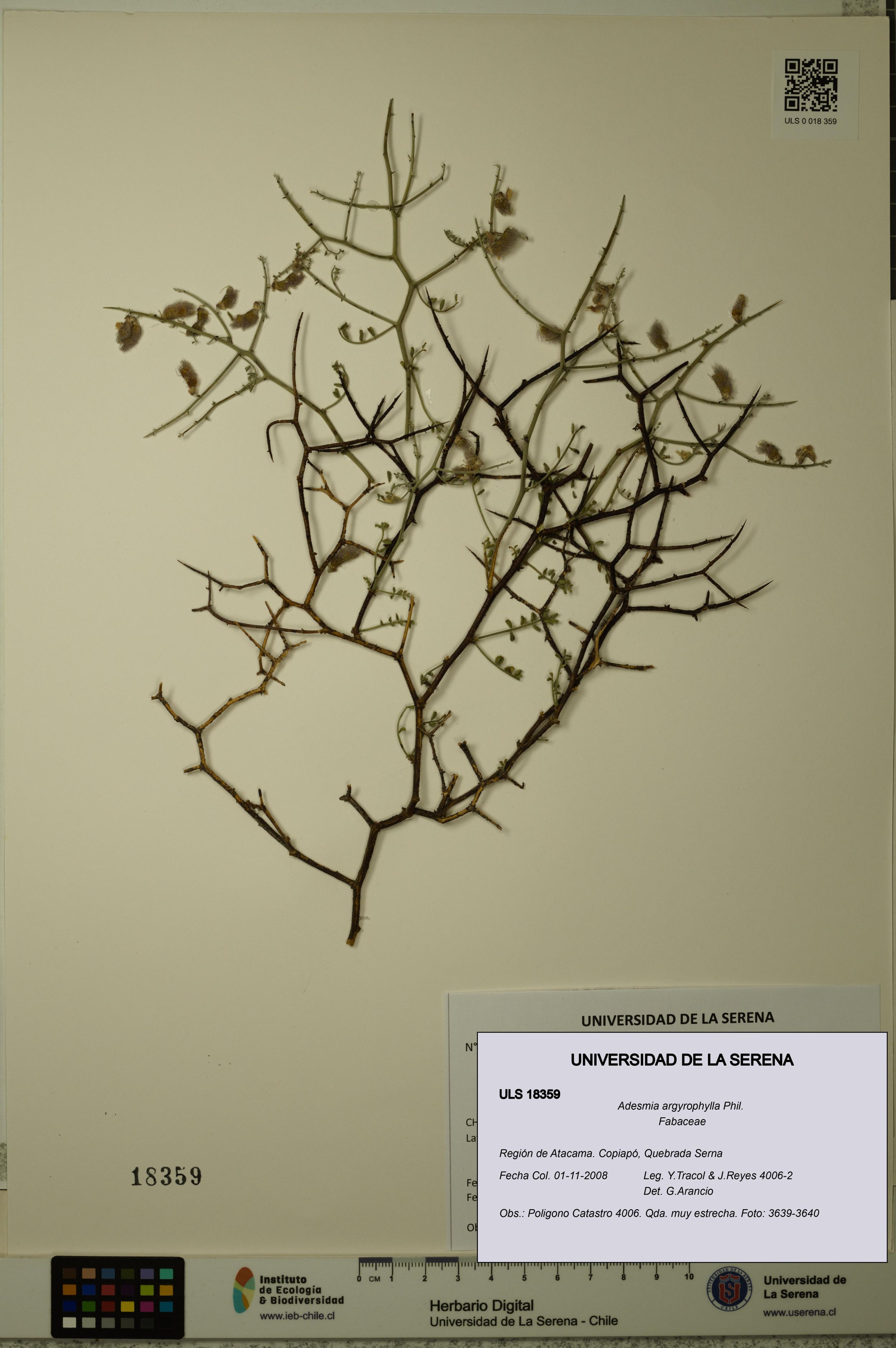 Adesmia argyrophylla [Espécimen: ]