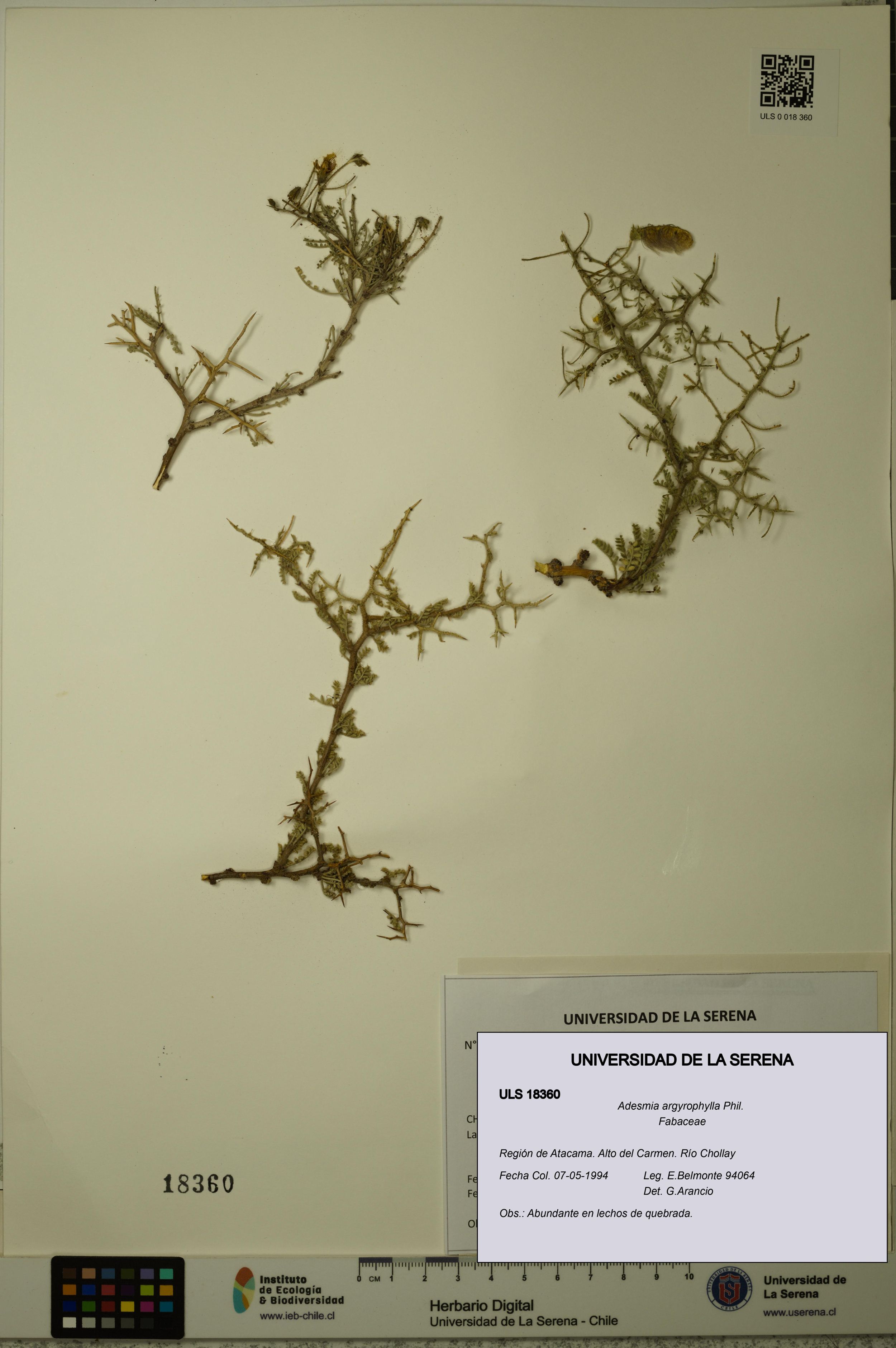 Adesmia argyrophylla [Espécimen: ]