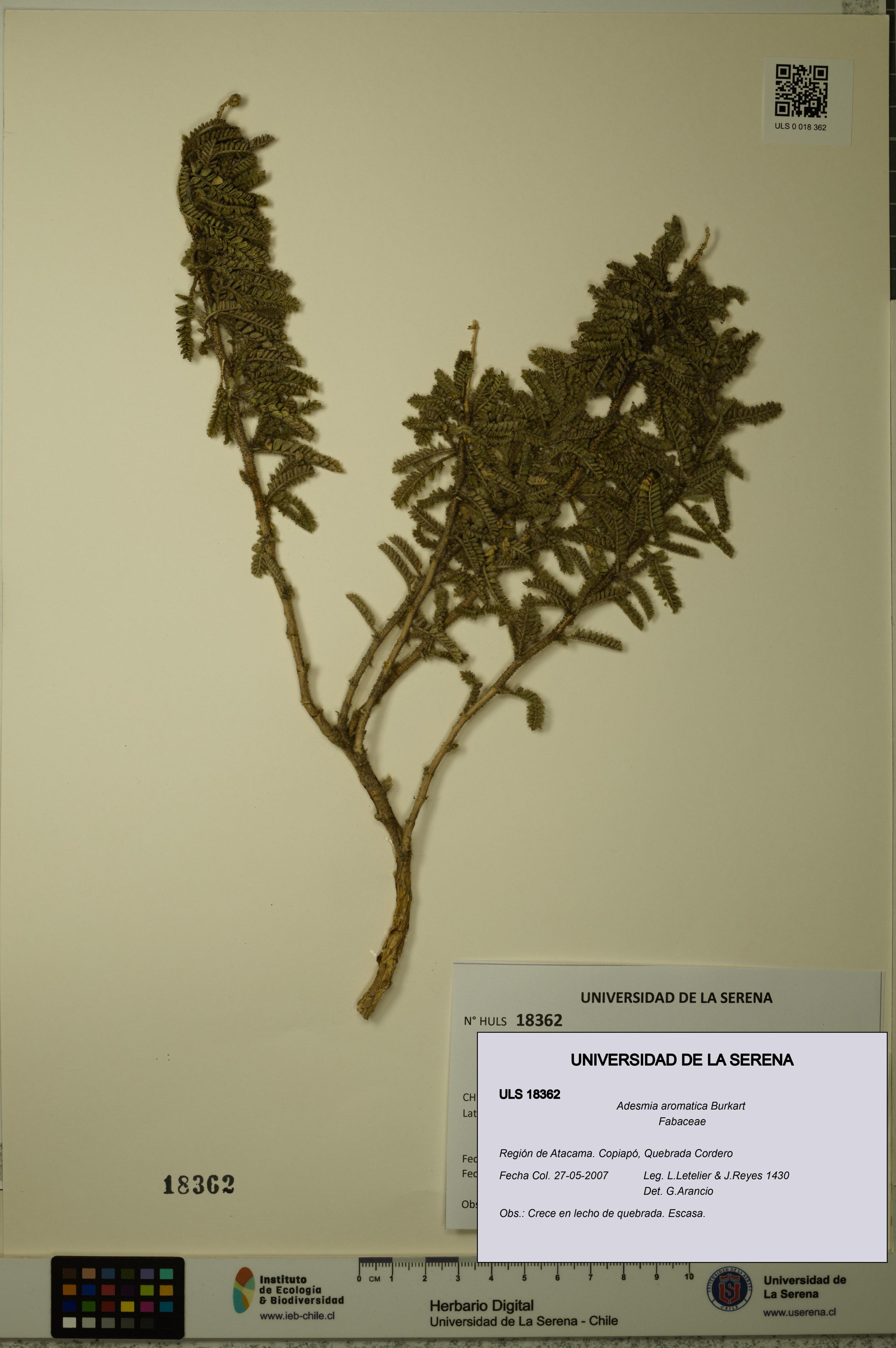 Adesmia aromatica [Espécimen: ]
