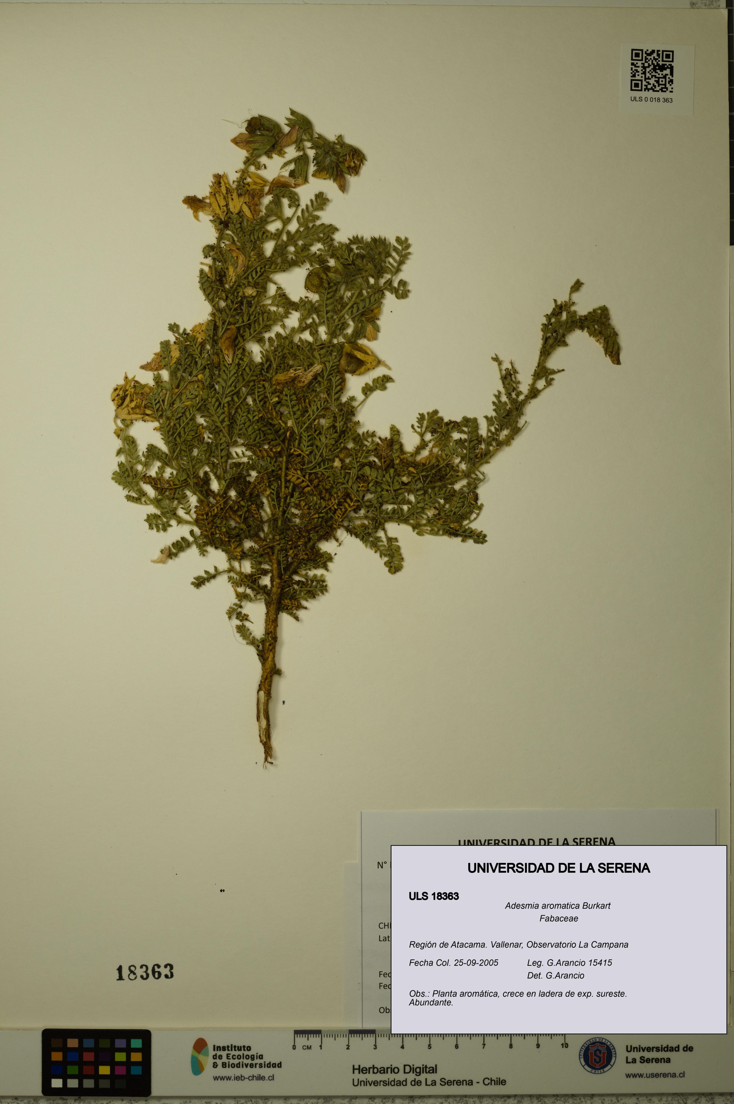 Adesmia aromatica [Espécimen: ]