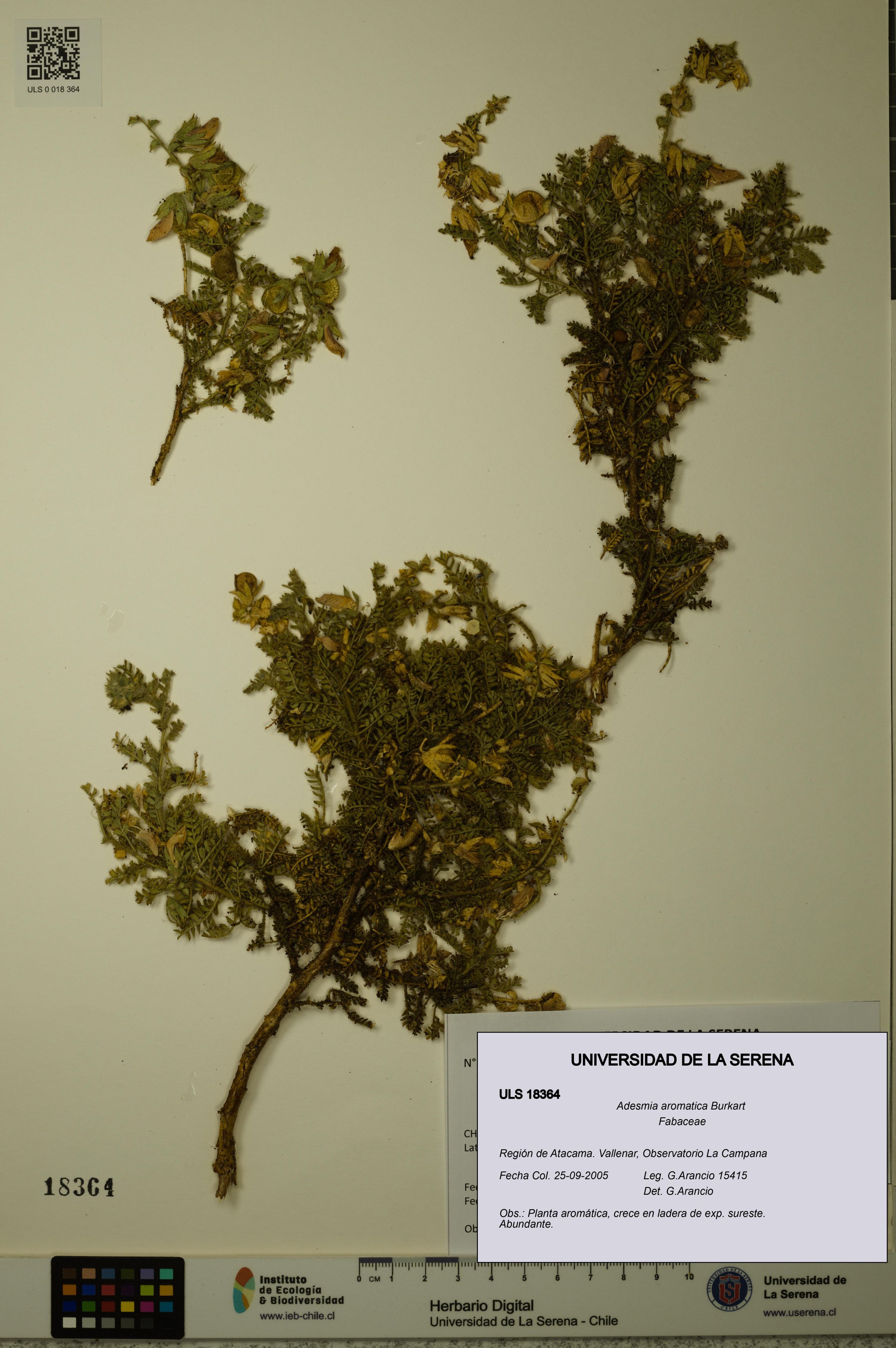 Adesmia aromatica [Espécimen: ]