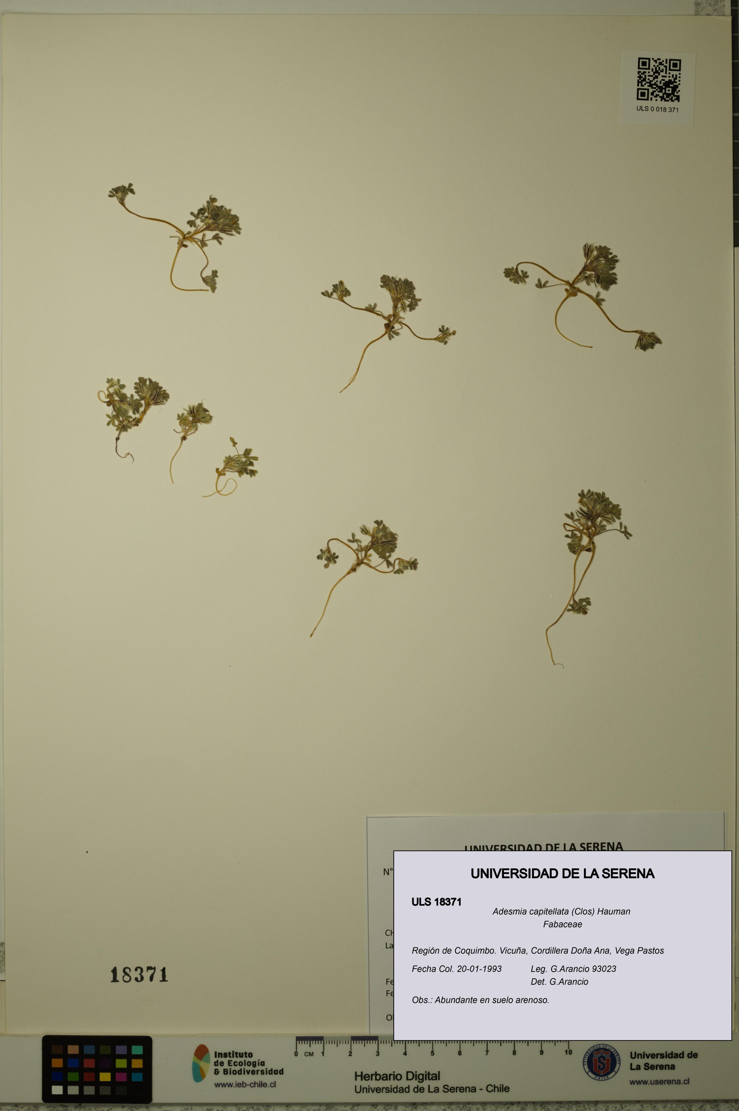 Adesmia capitellata [Espécimen: ]