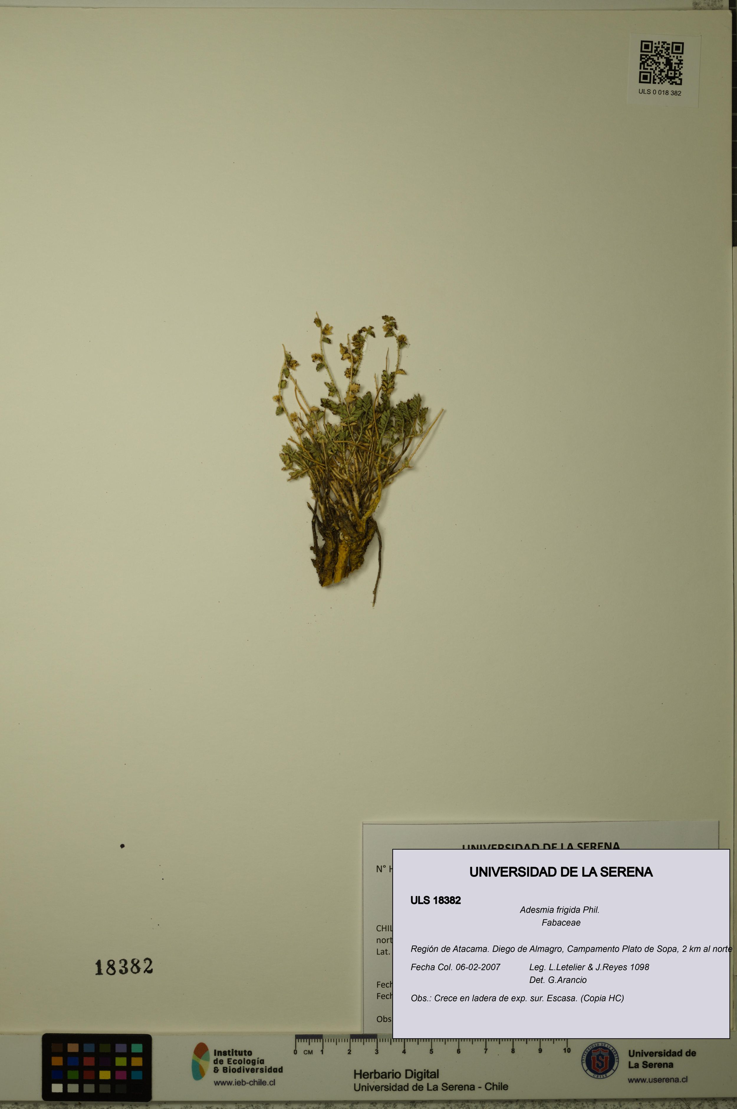 Adesmia frigida [Espécimen: ]